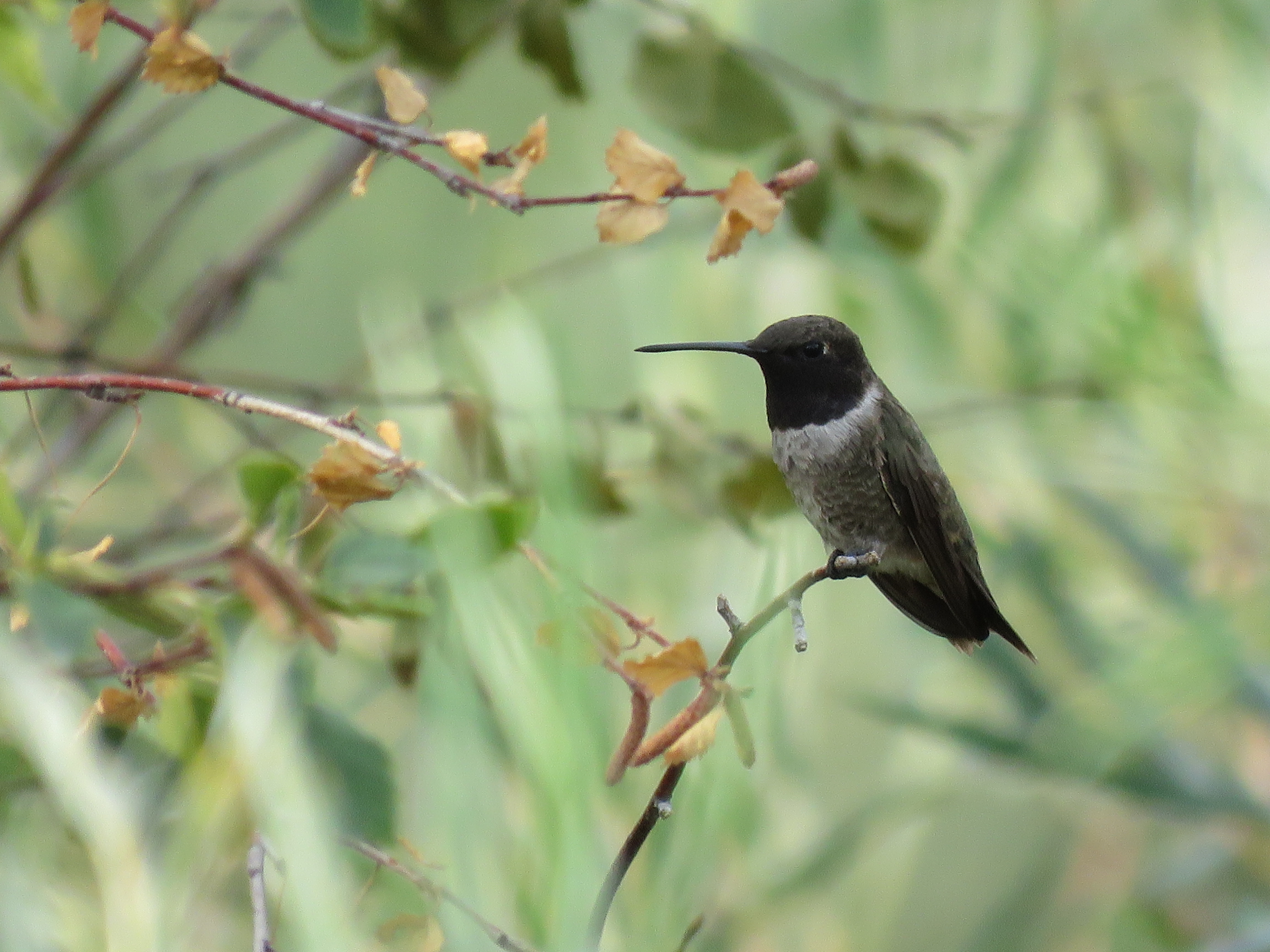 Violet-chinned Hummingbird