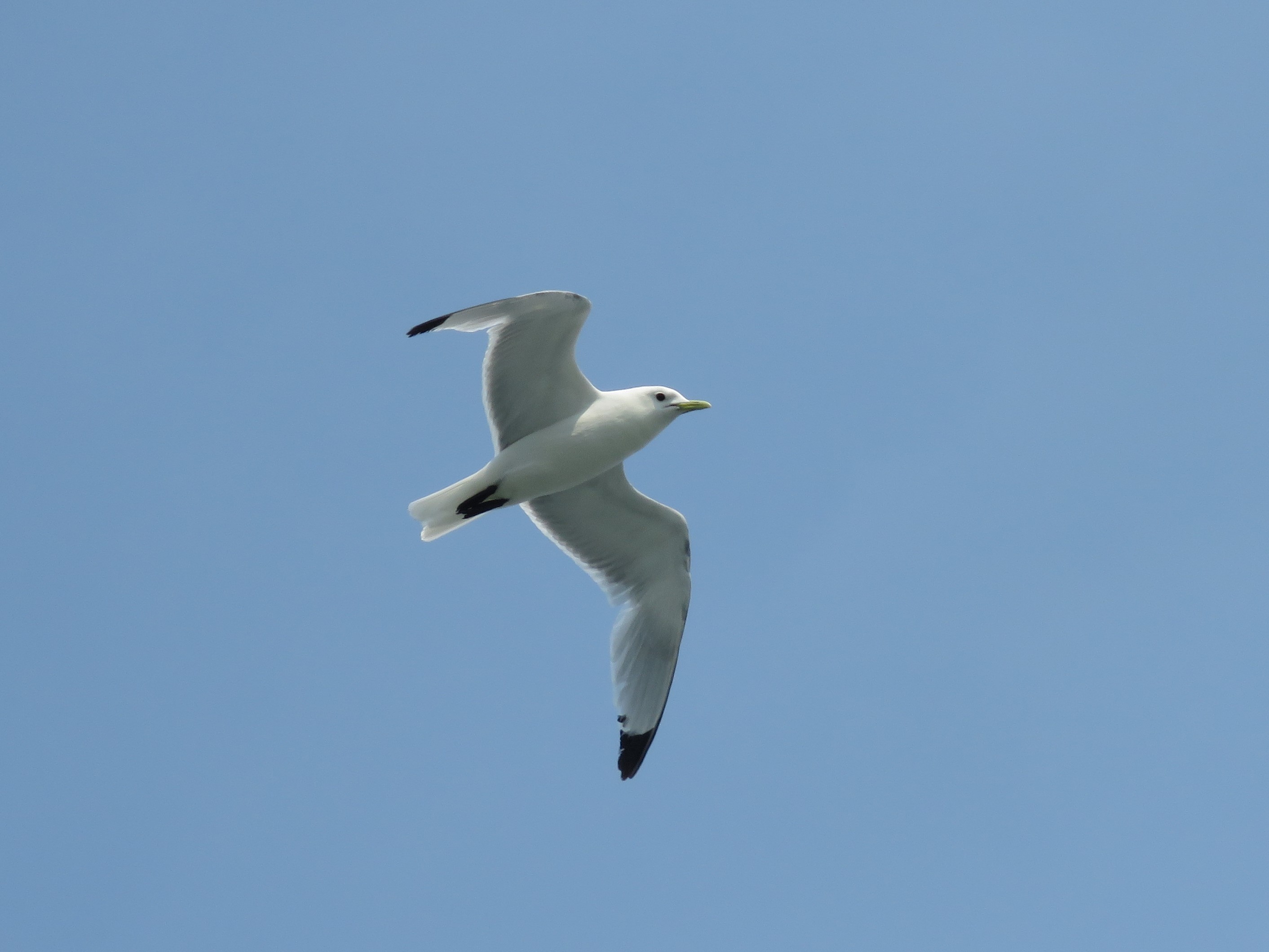 Black-legged Kittiwake