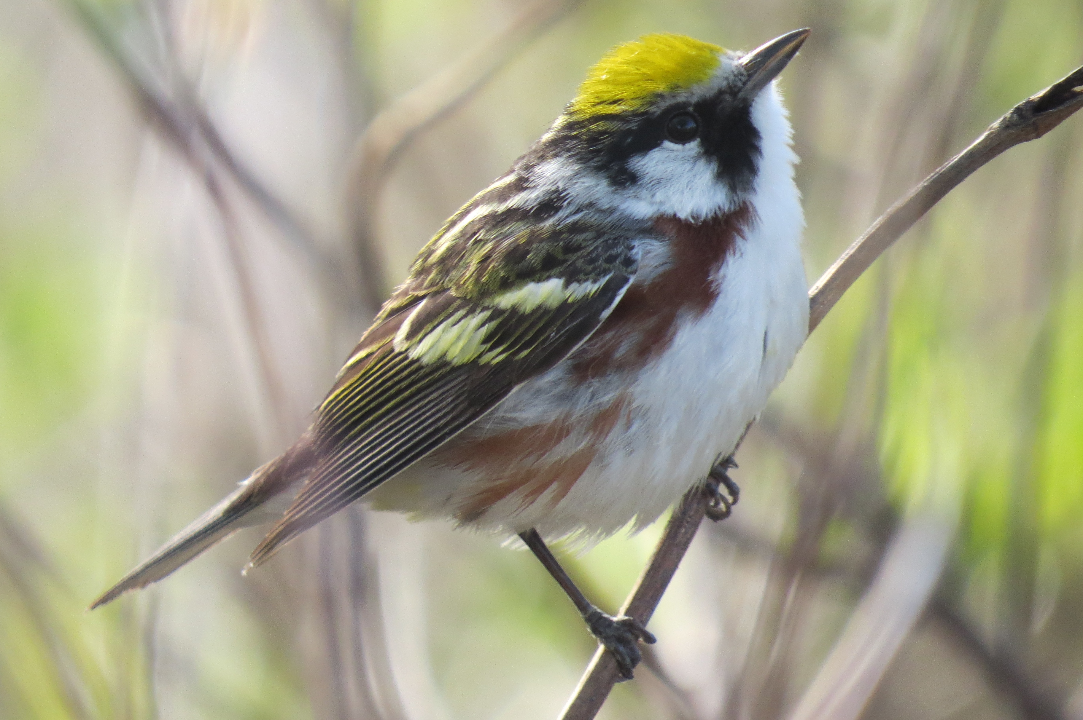 Chestnut-sided Warbler