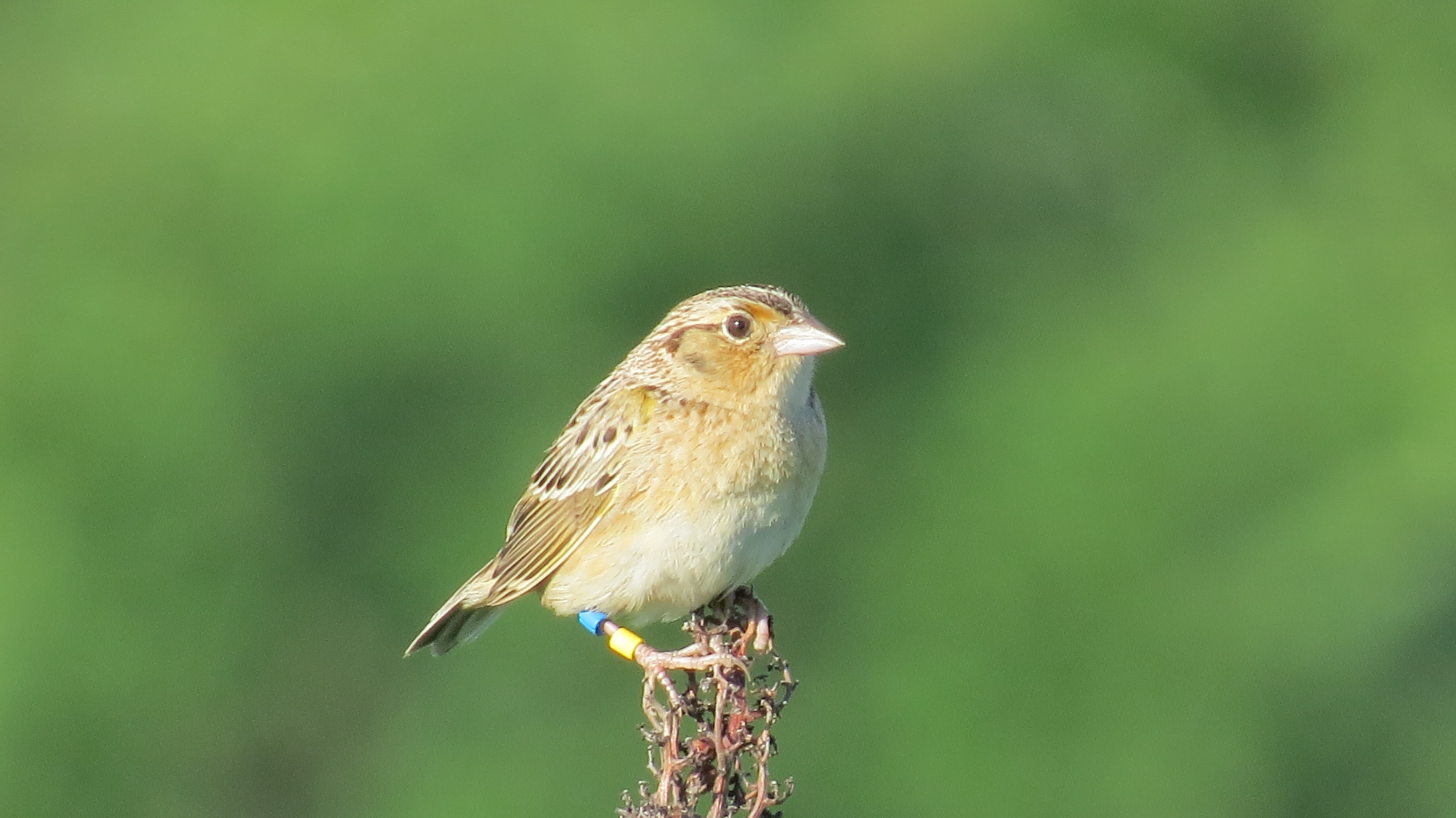 Grasshopper Sparrow