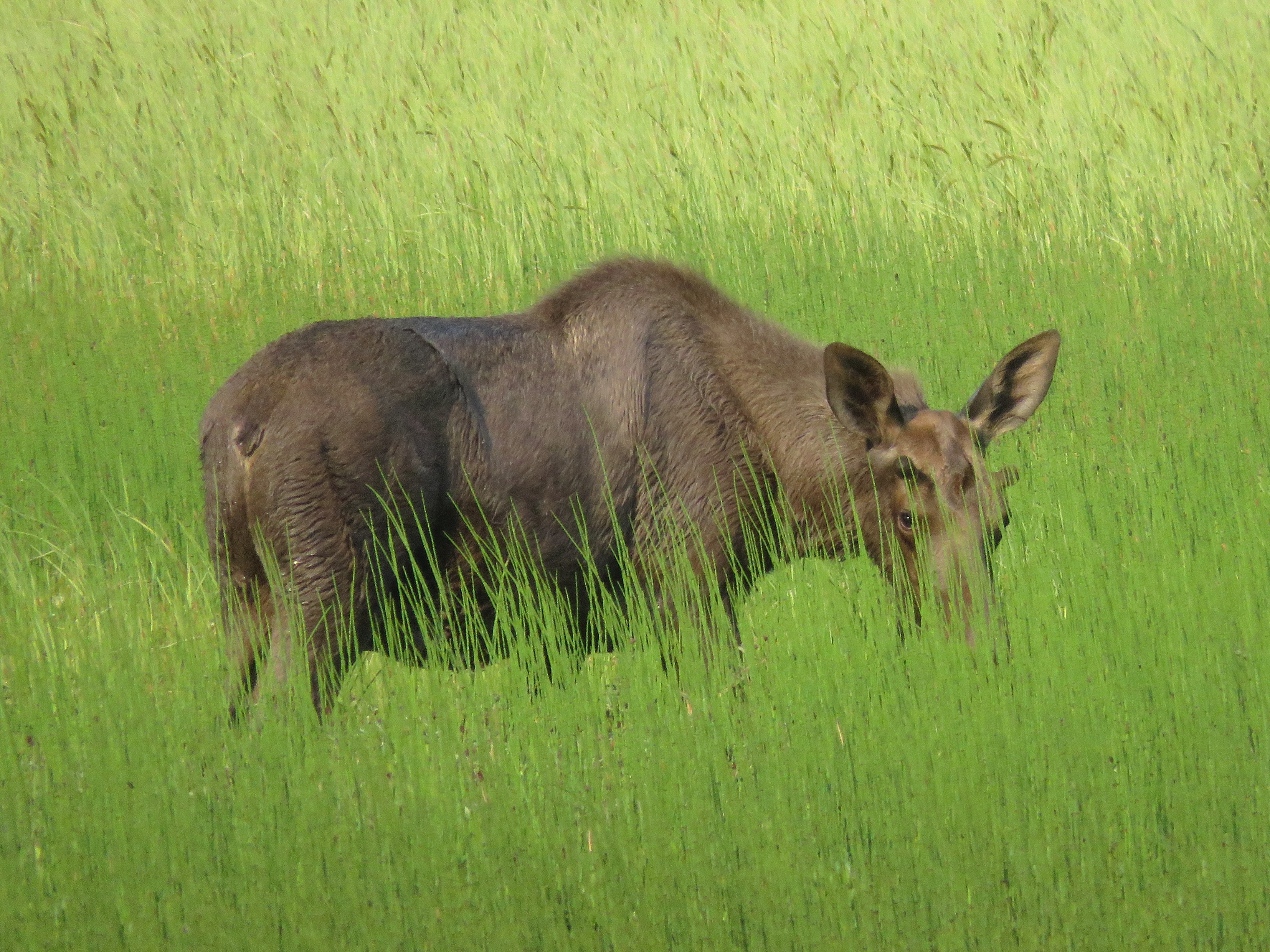 Moose
