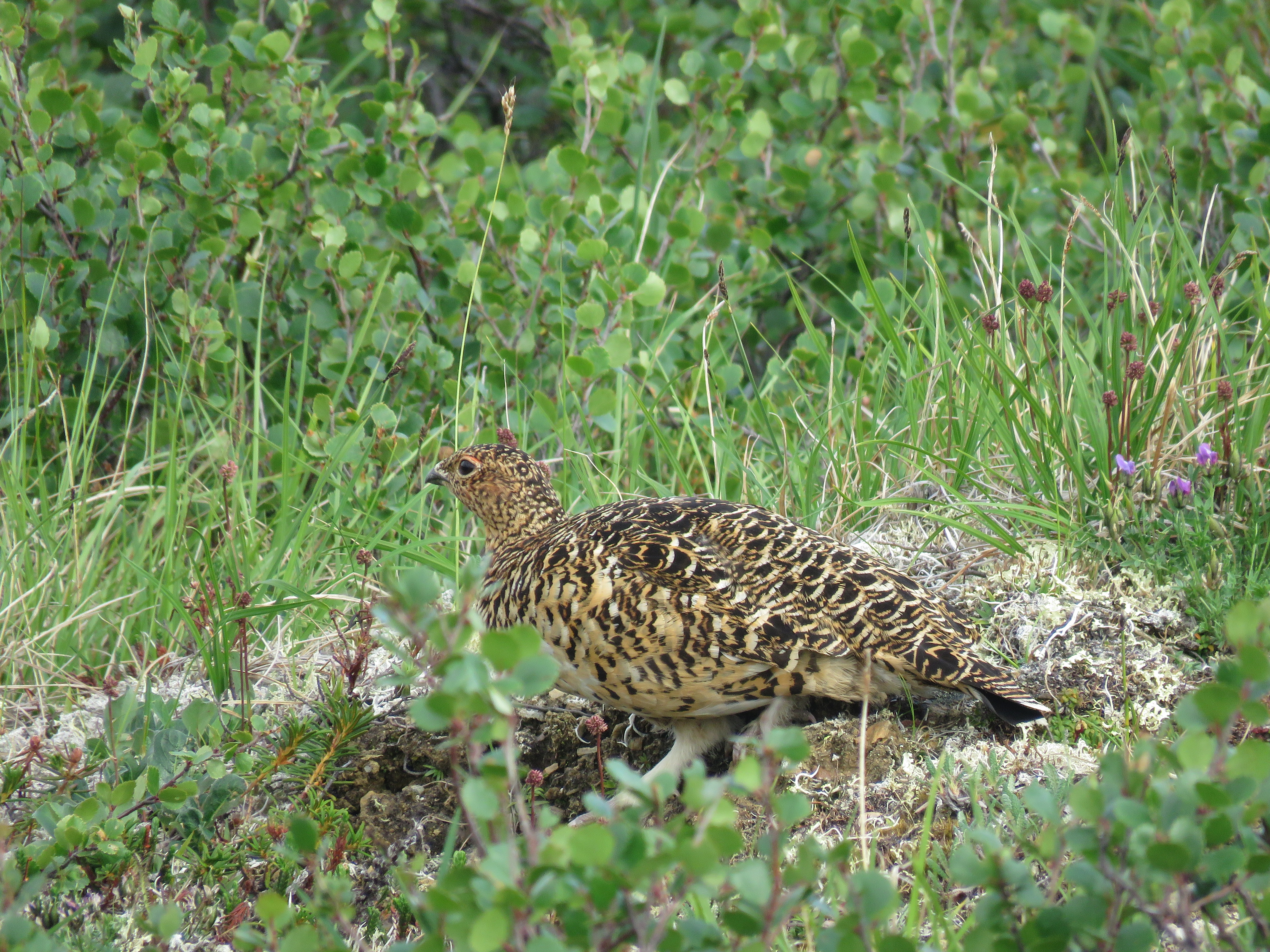 Rock Ptarmigan
