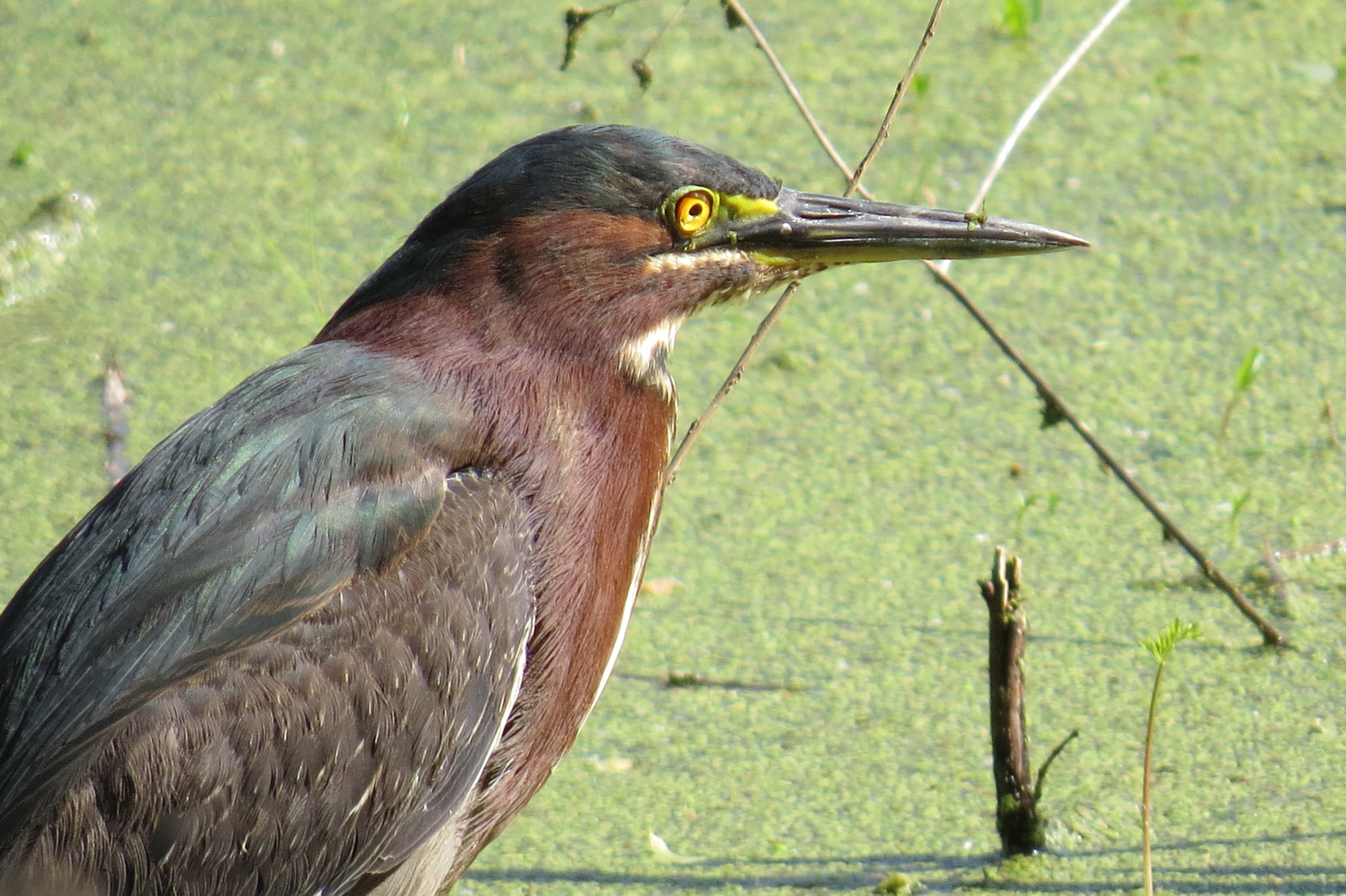 Green Heron