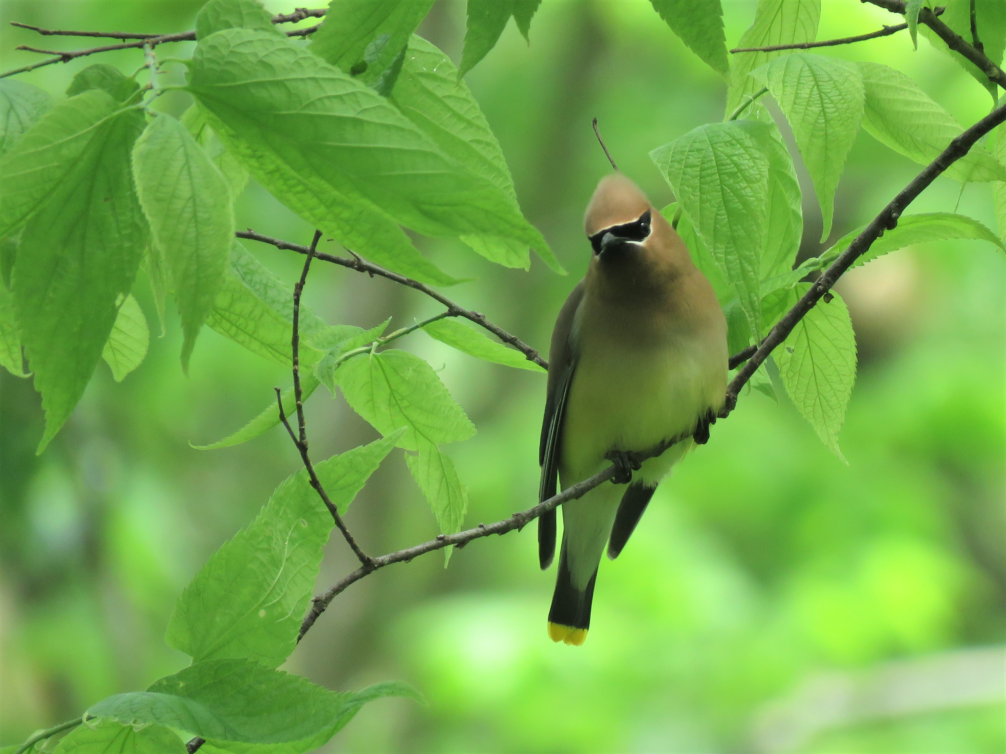 Cedar Waxwing