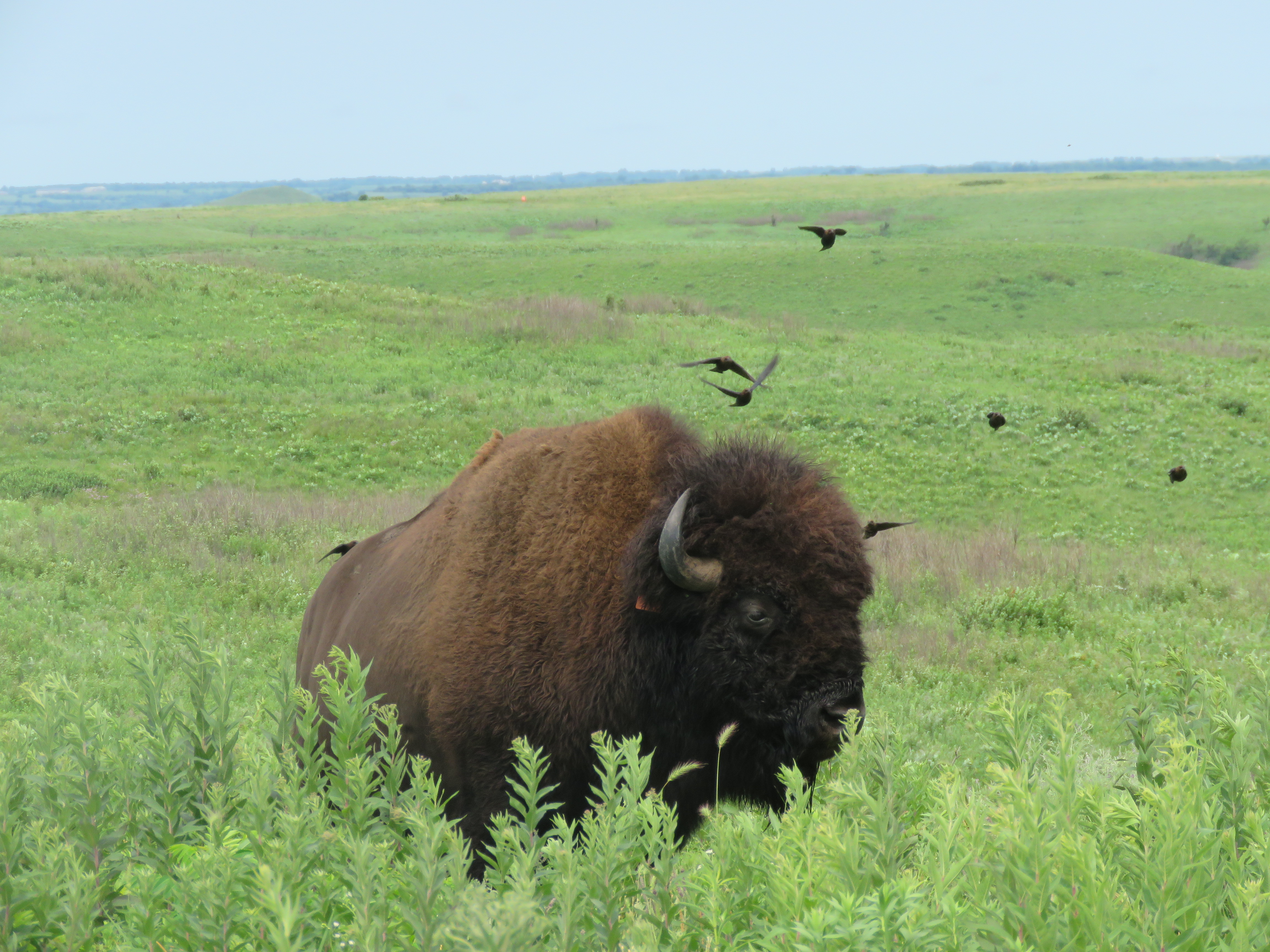 Bison with Brown-headed Cowbirds