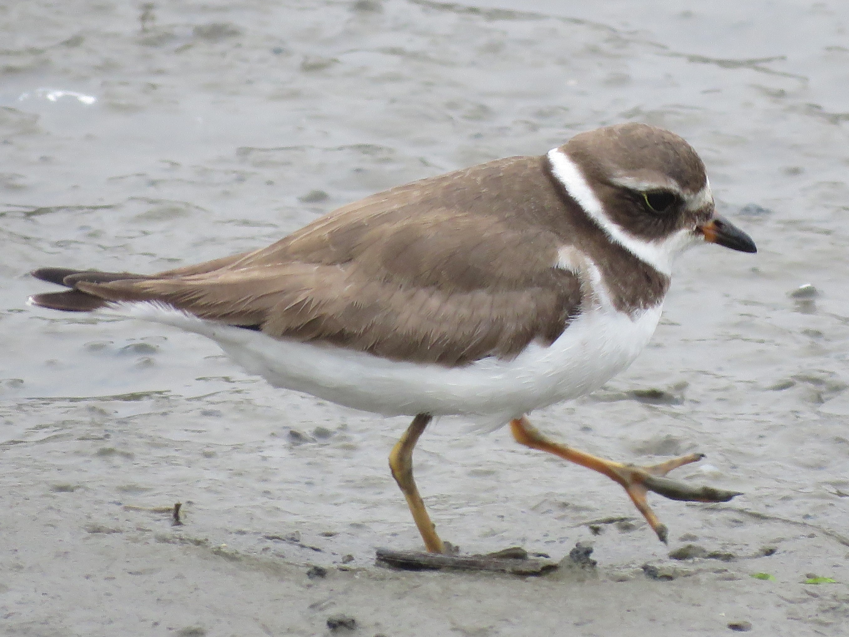 Semipalmated Plover