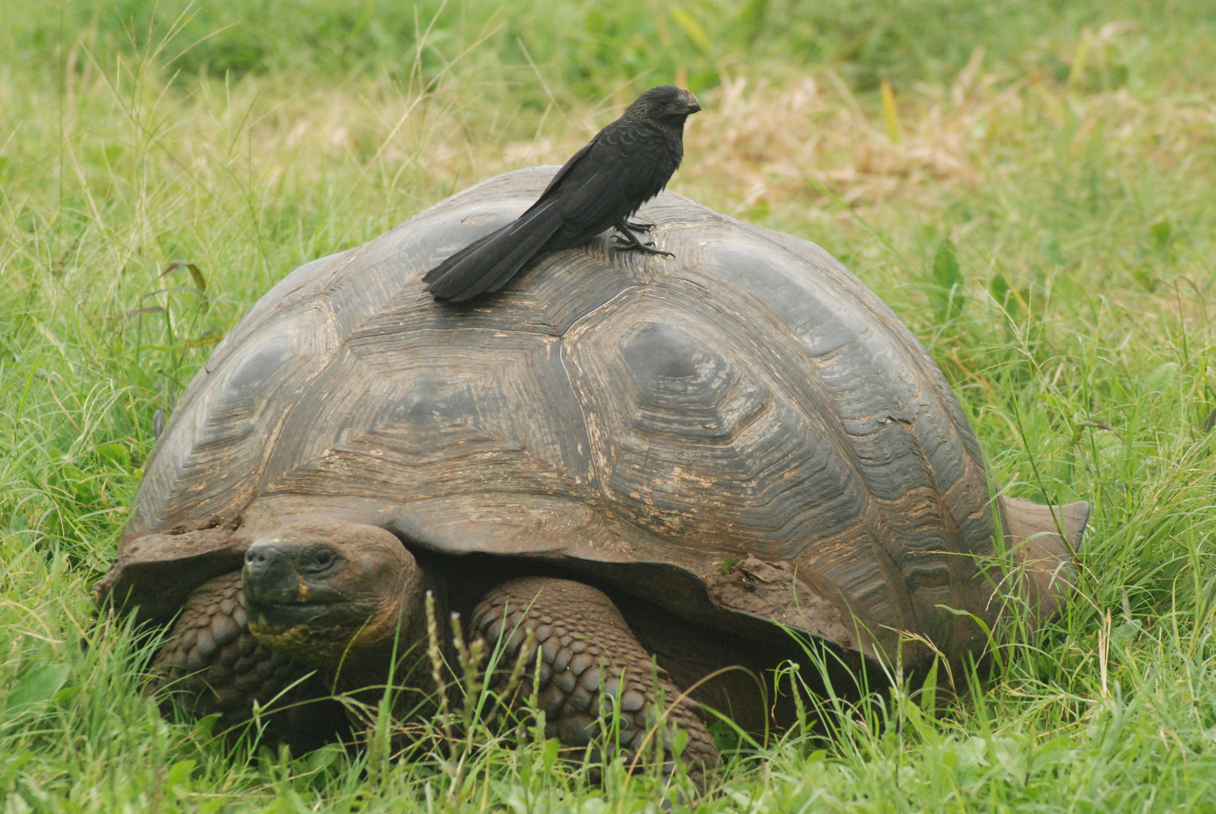 Smooth-billed Ani and Tortoise