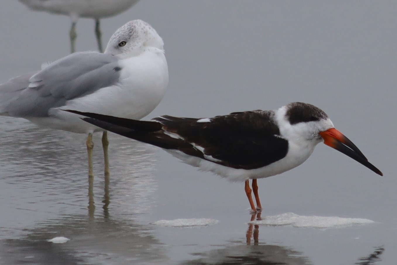 Black Skimmer