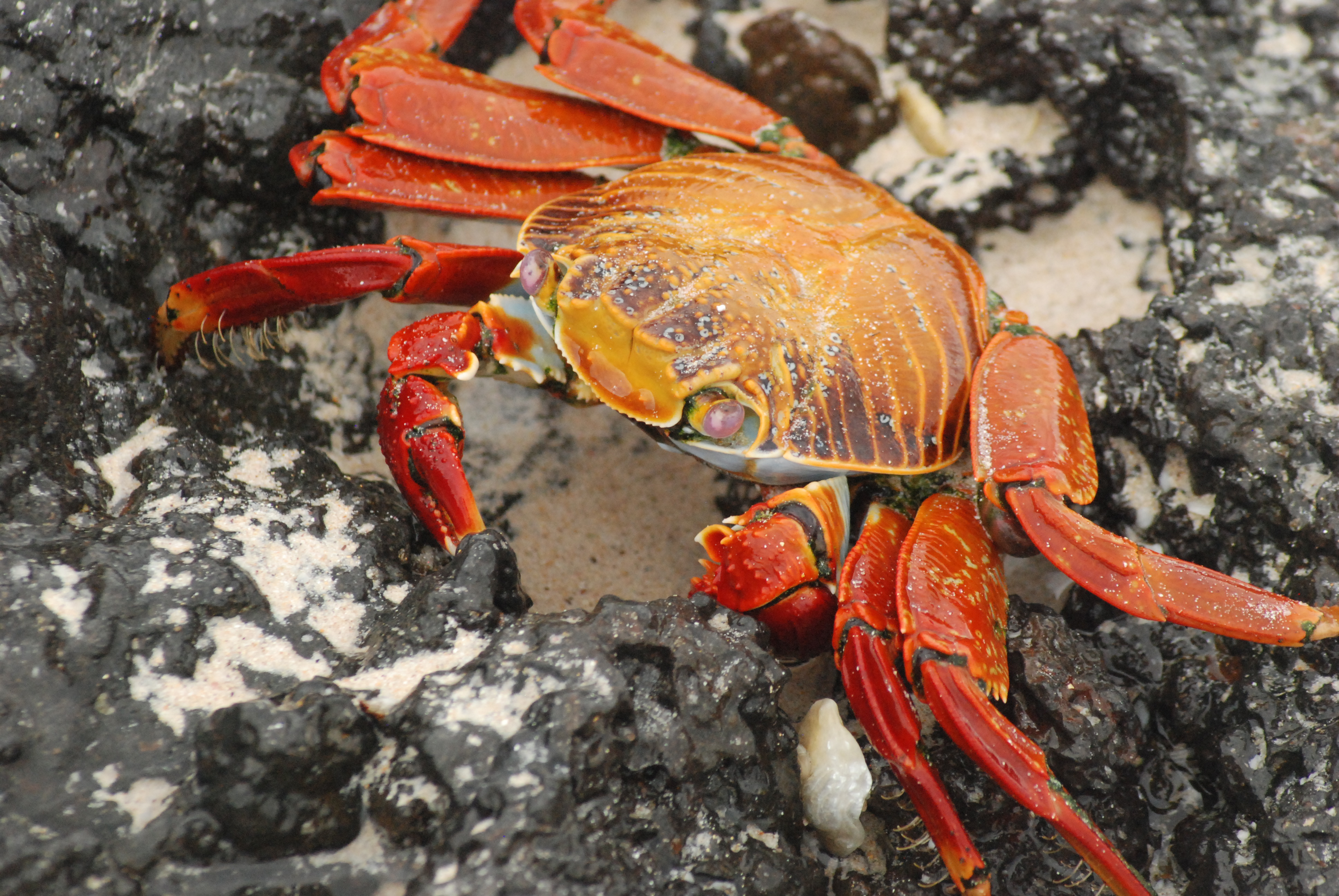 Sally Light-foot Crab