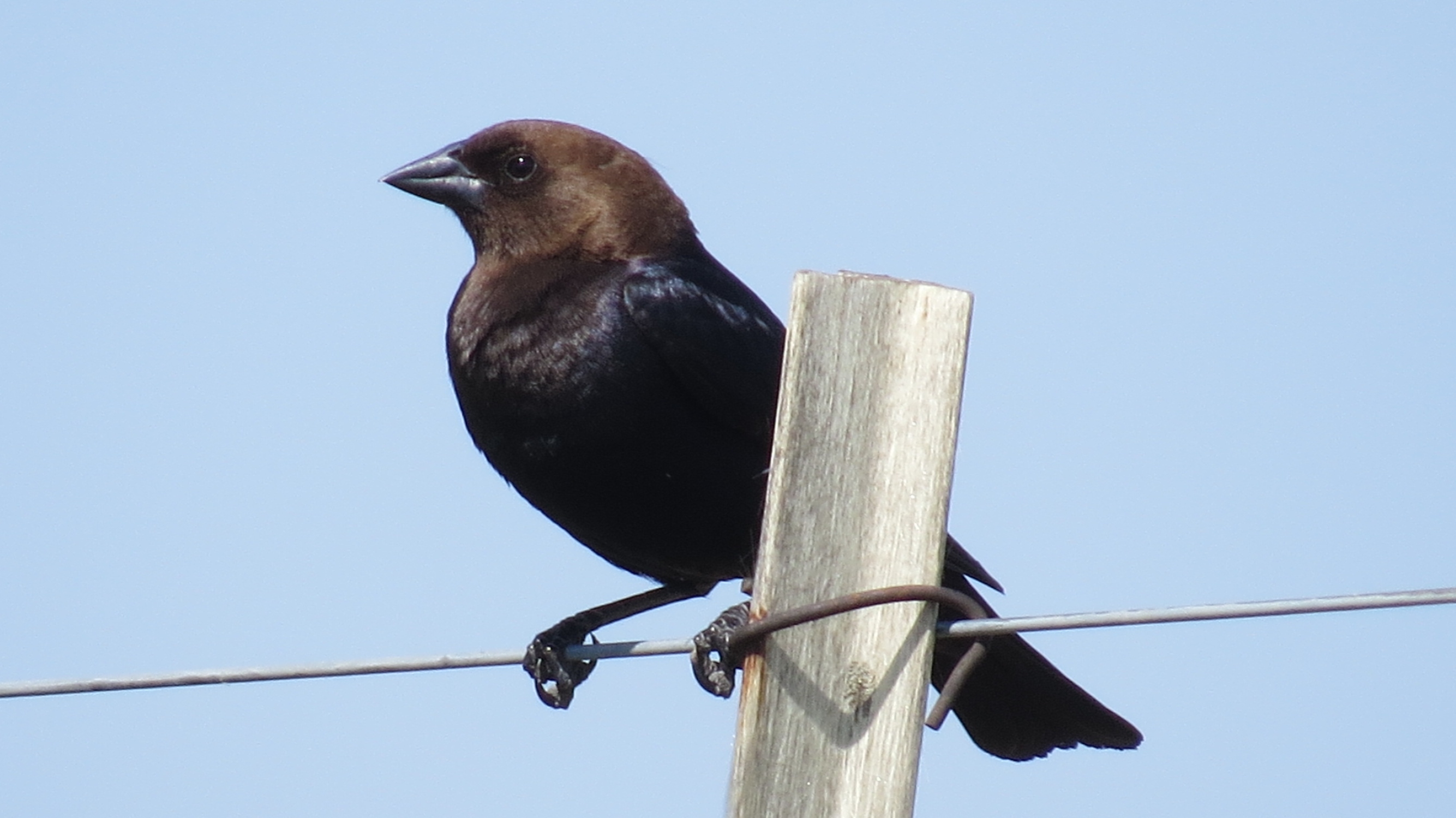 Brown-headed Cowbird