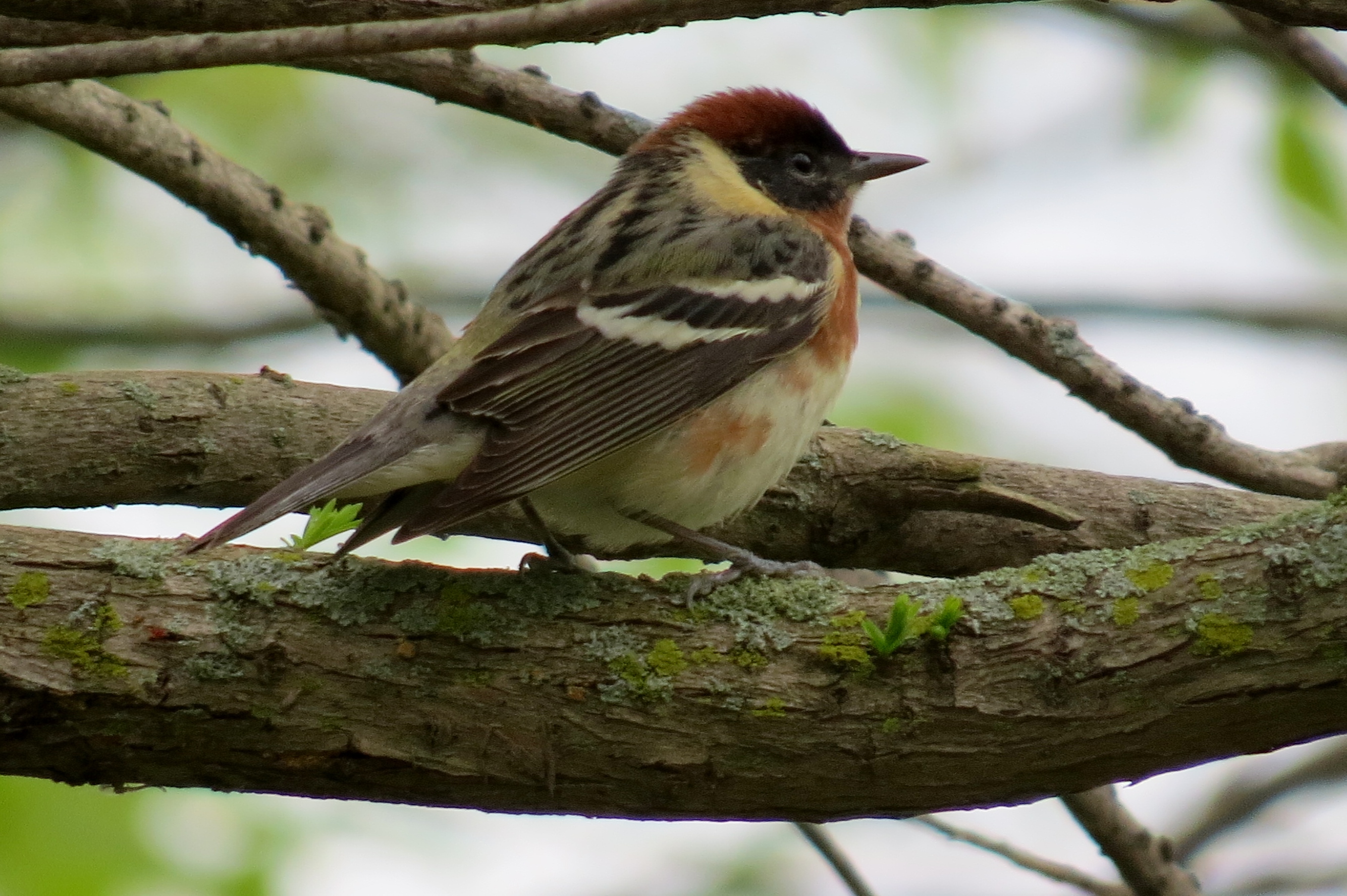 Bay-breasted Warbler