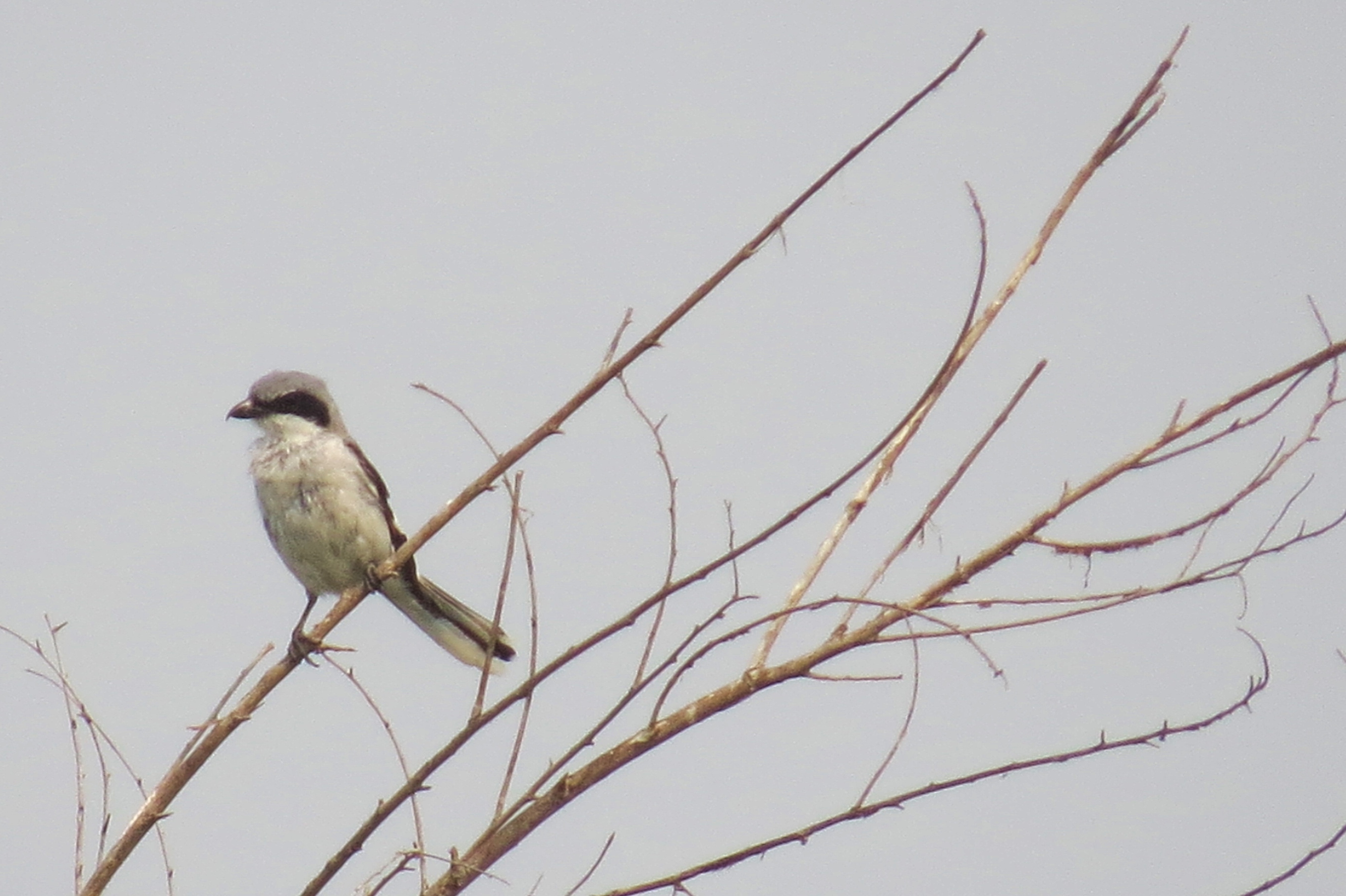 Loggerhead Shrike