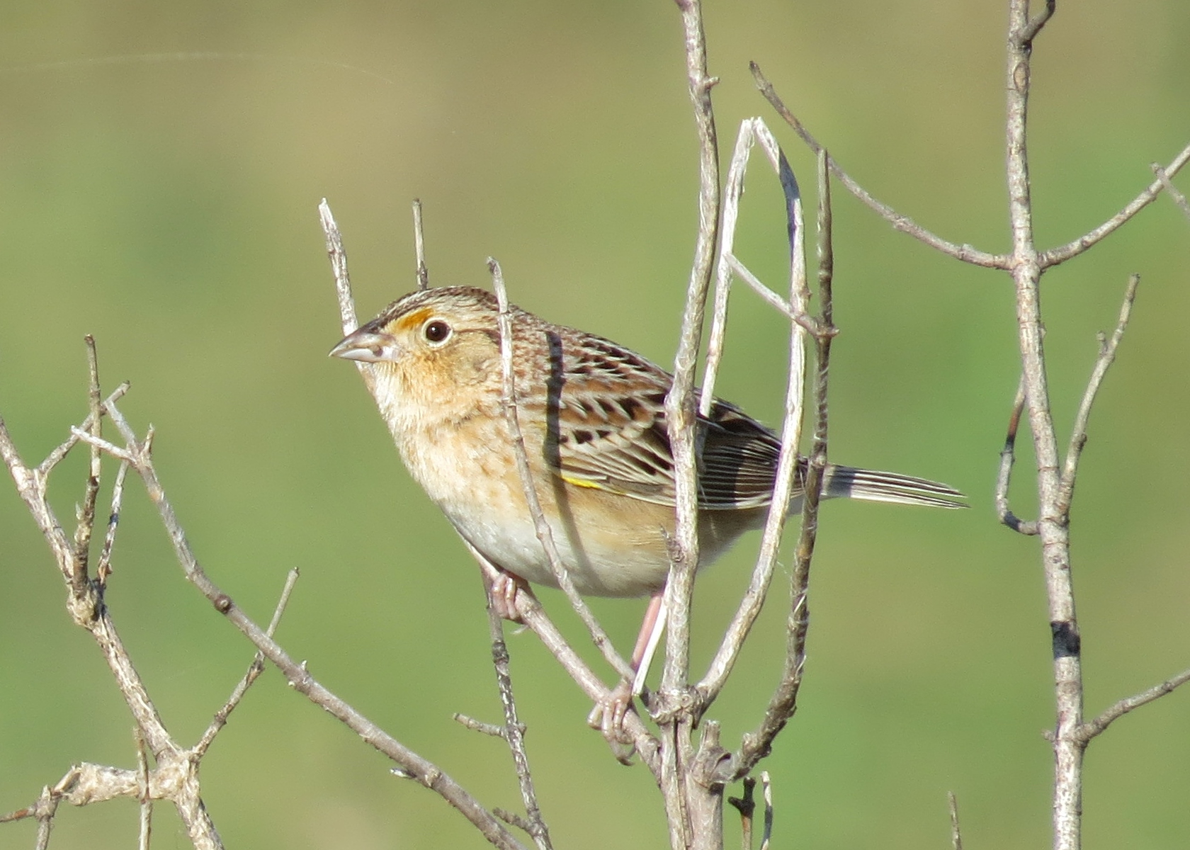 Grasshopper Sparrow