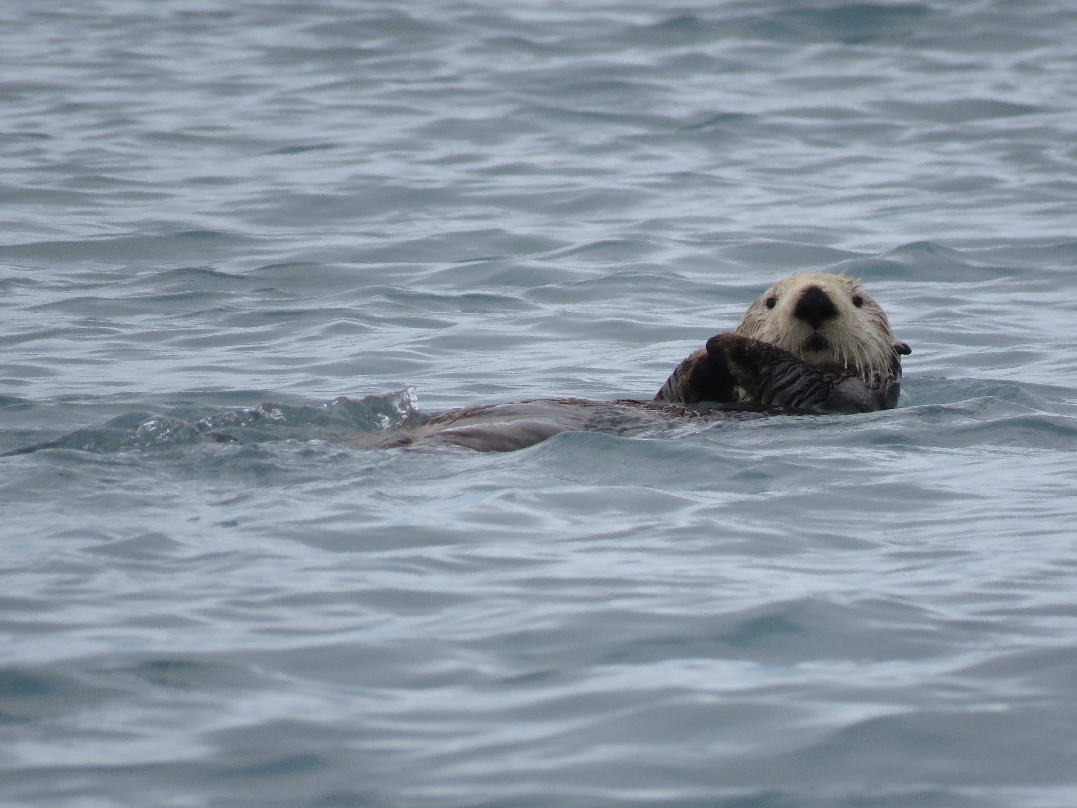 Sea Otter