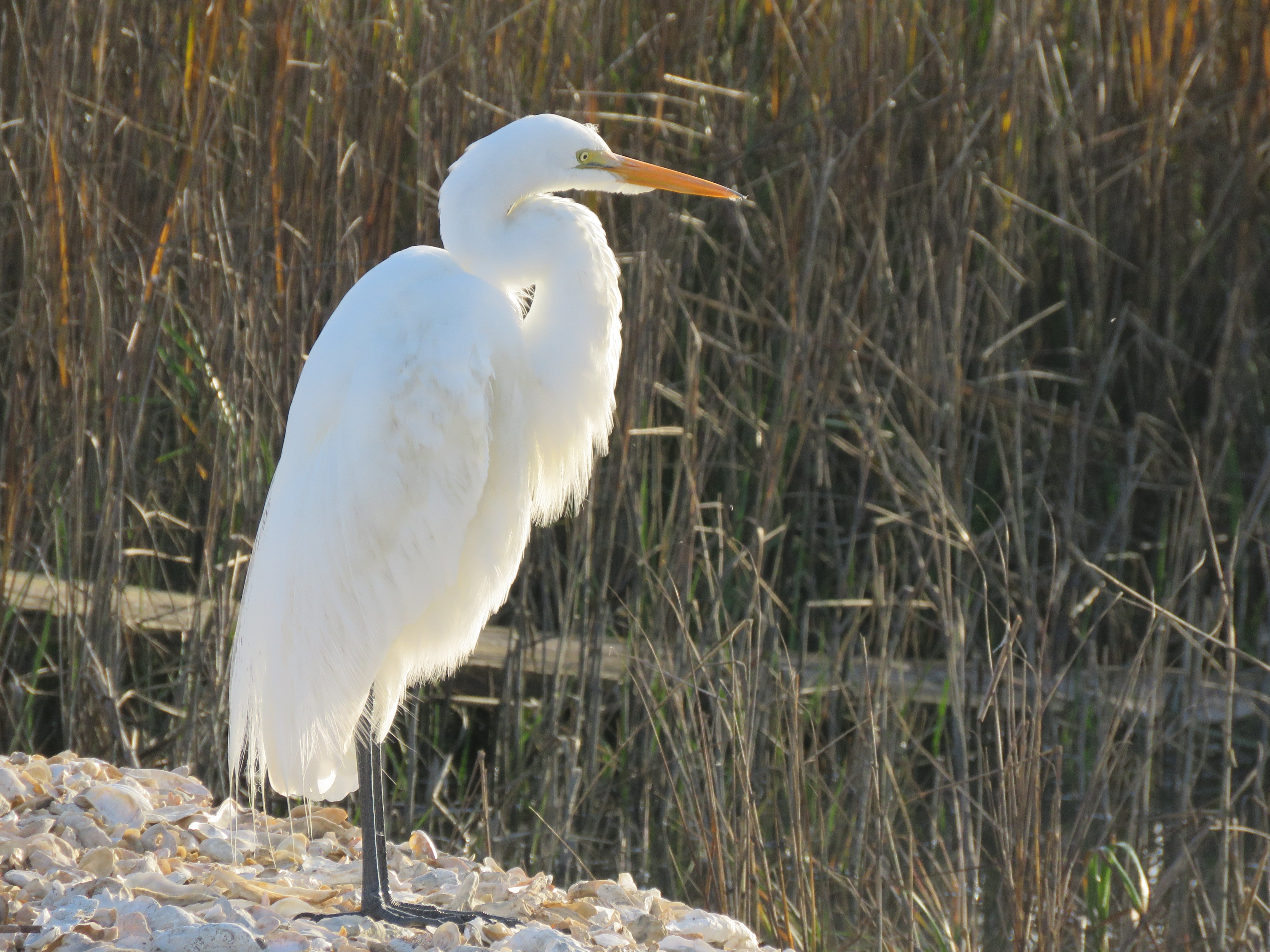 Great Egret