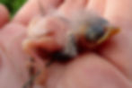 Grasshopper Sparrow