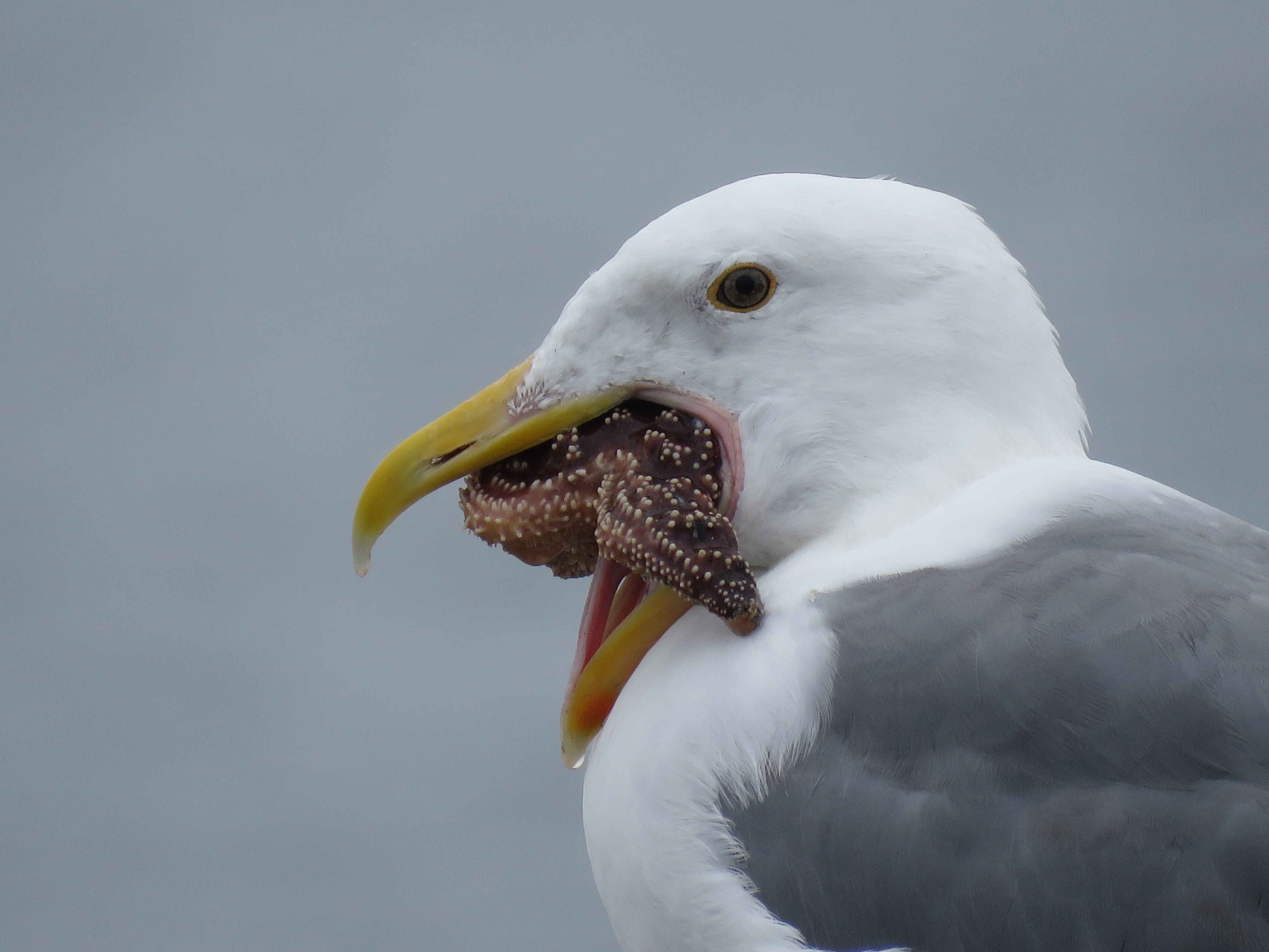 Western Gull eating starfish
