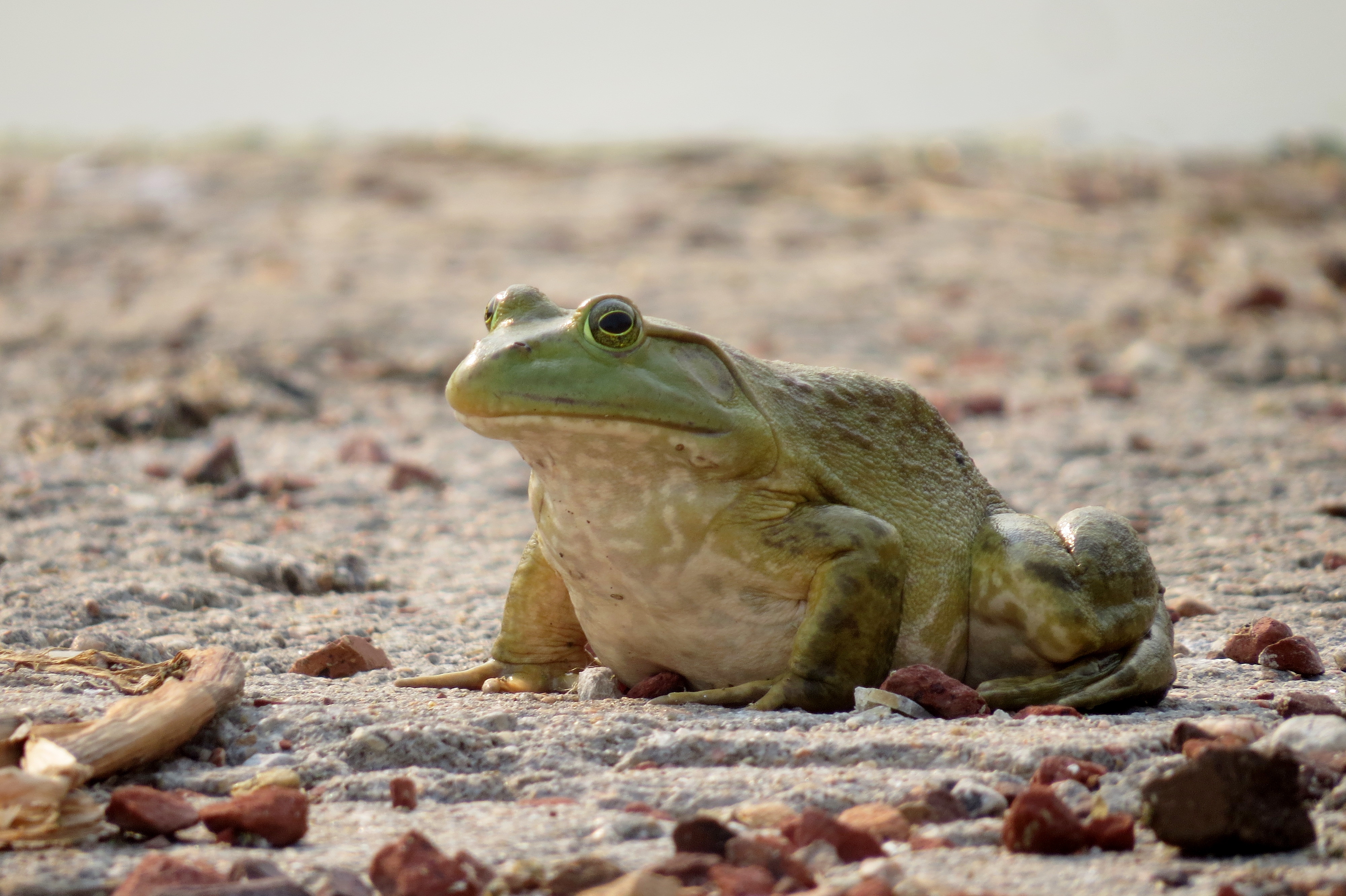 Bullfrog