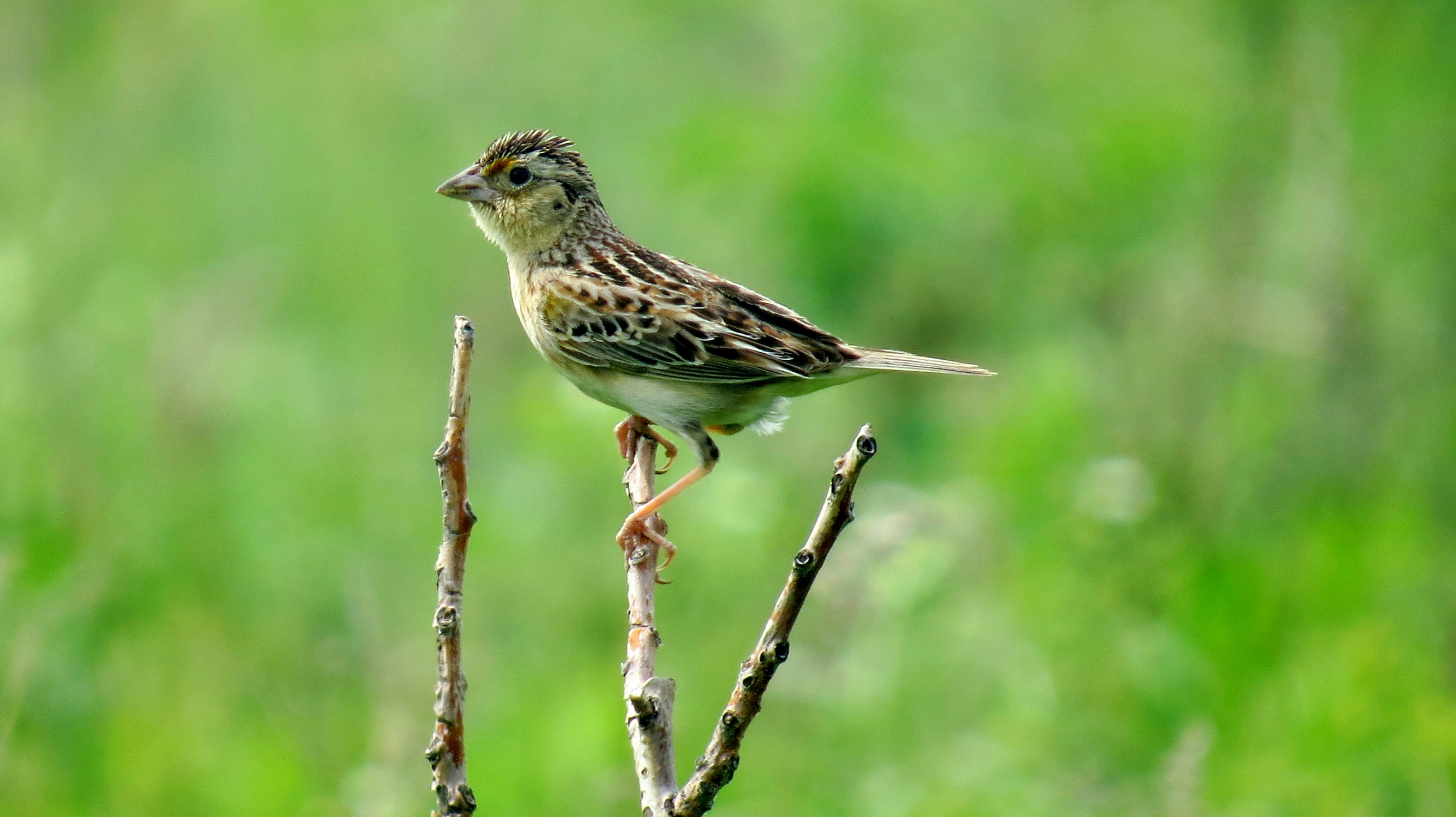 Grasshopper Sparrow