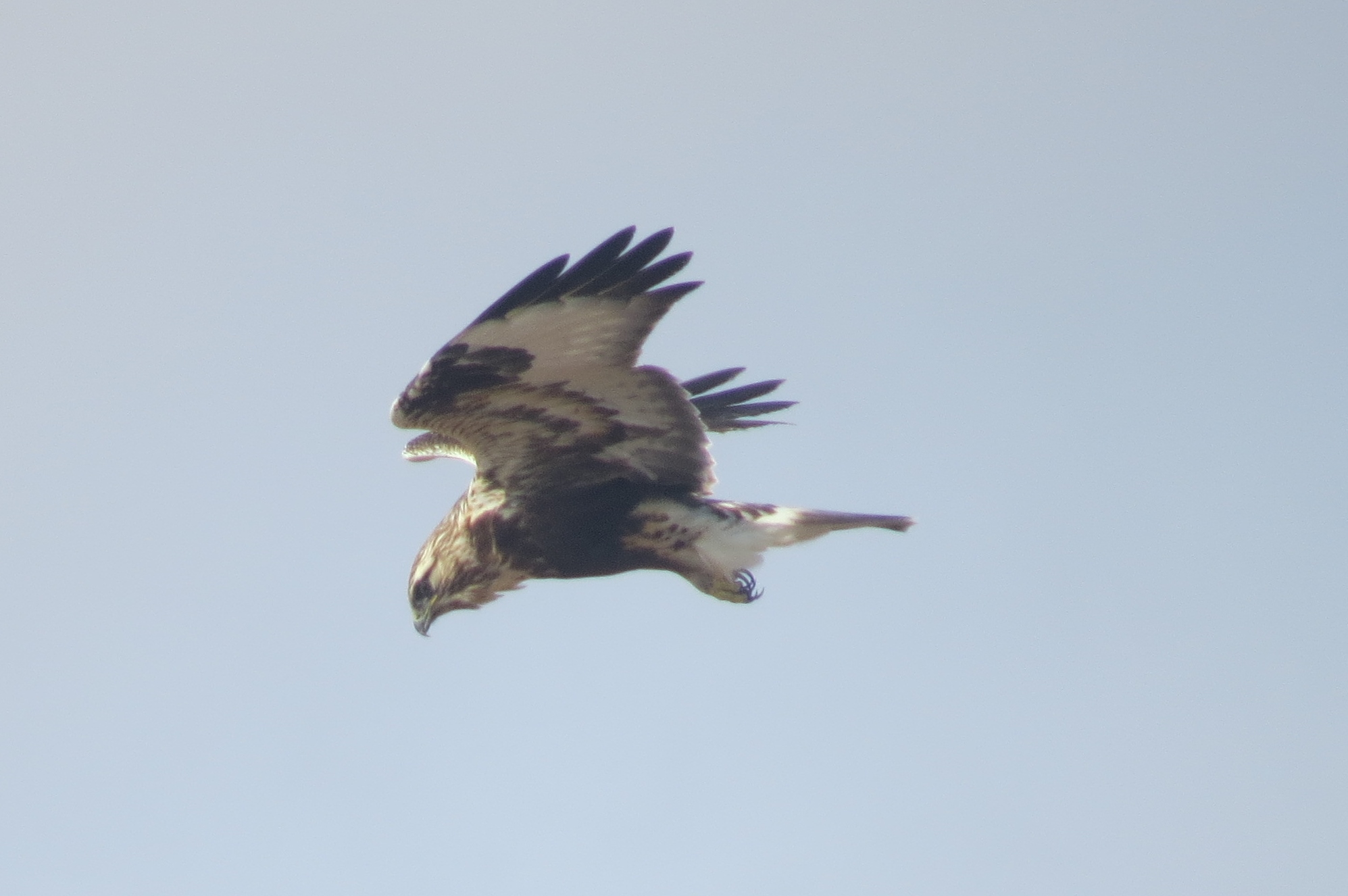 Rough-legged Hawk