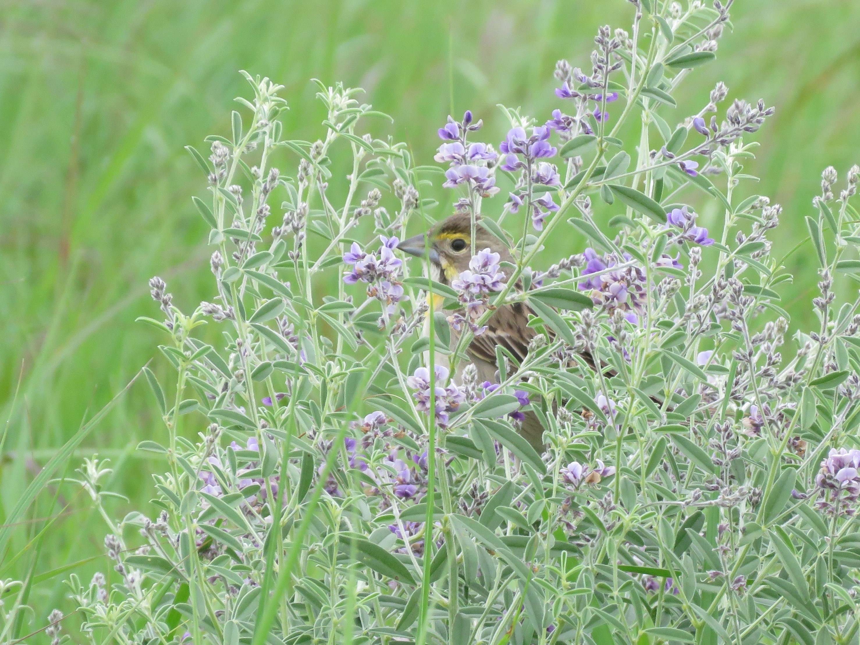 Dickcissel female