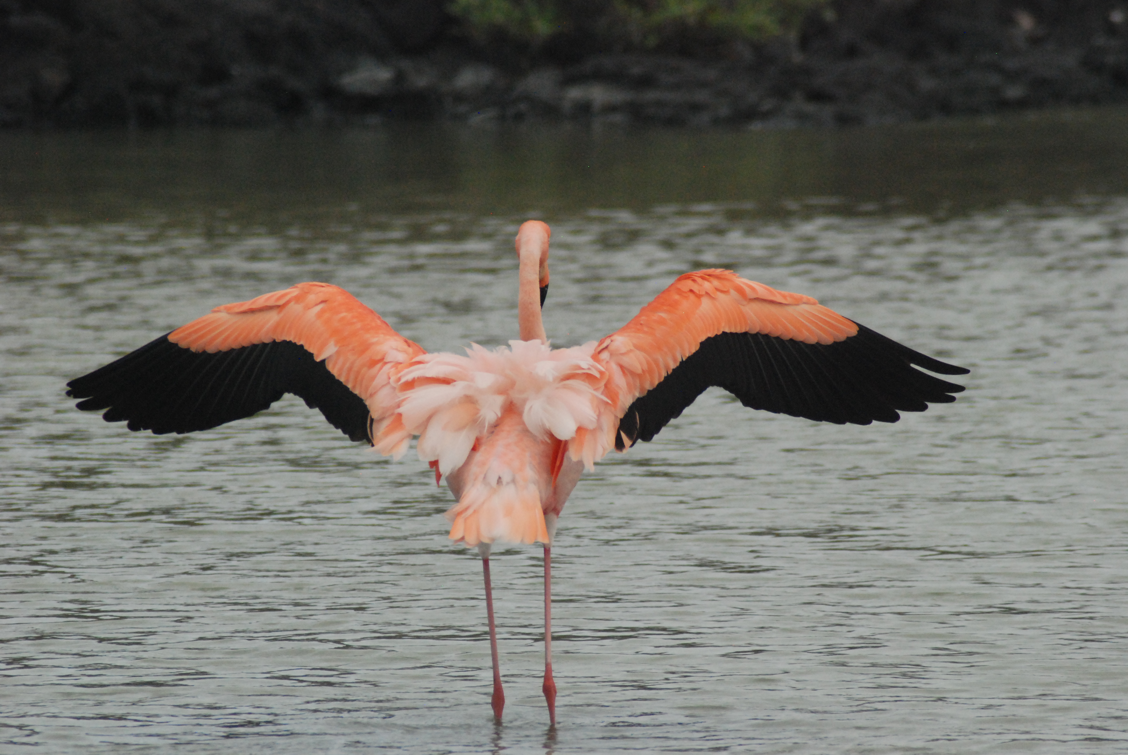Caribbean Flamingo