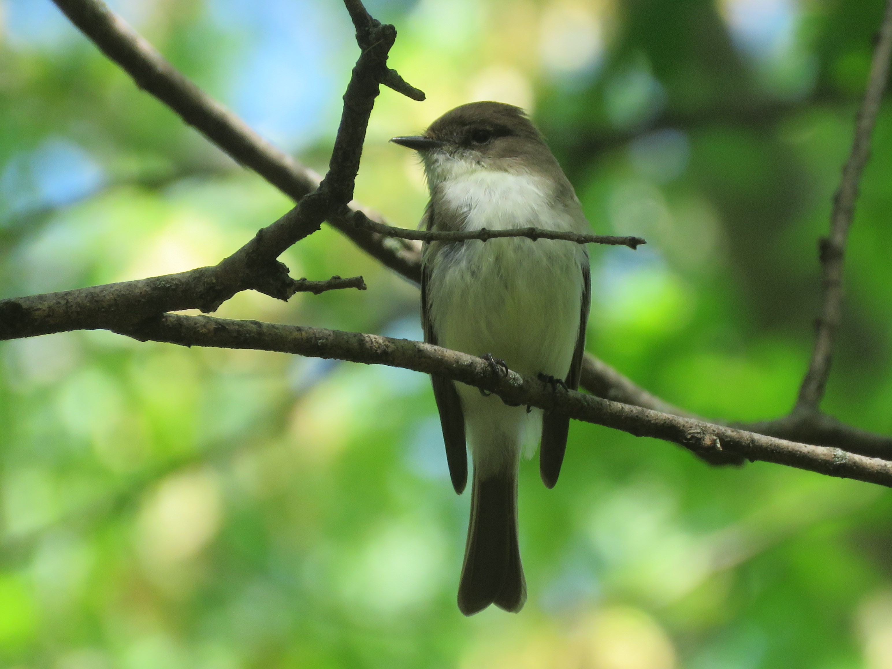 Eastern Phoebe