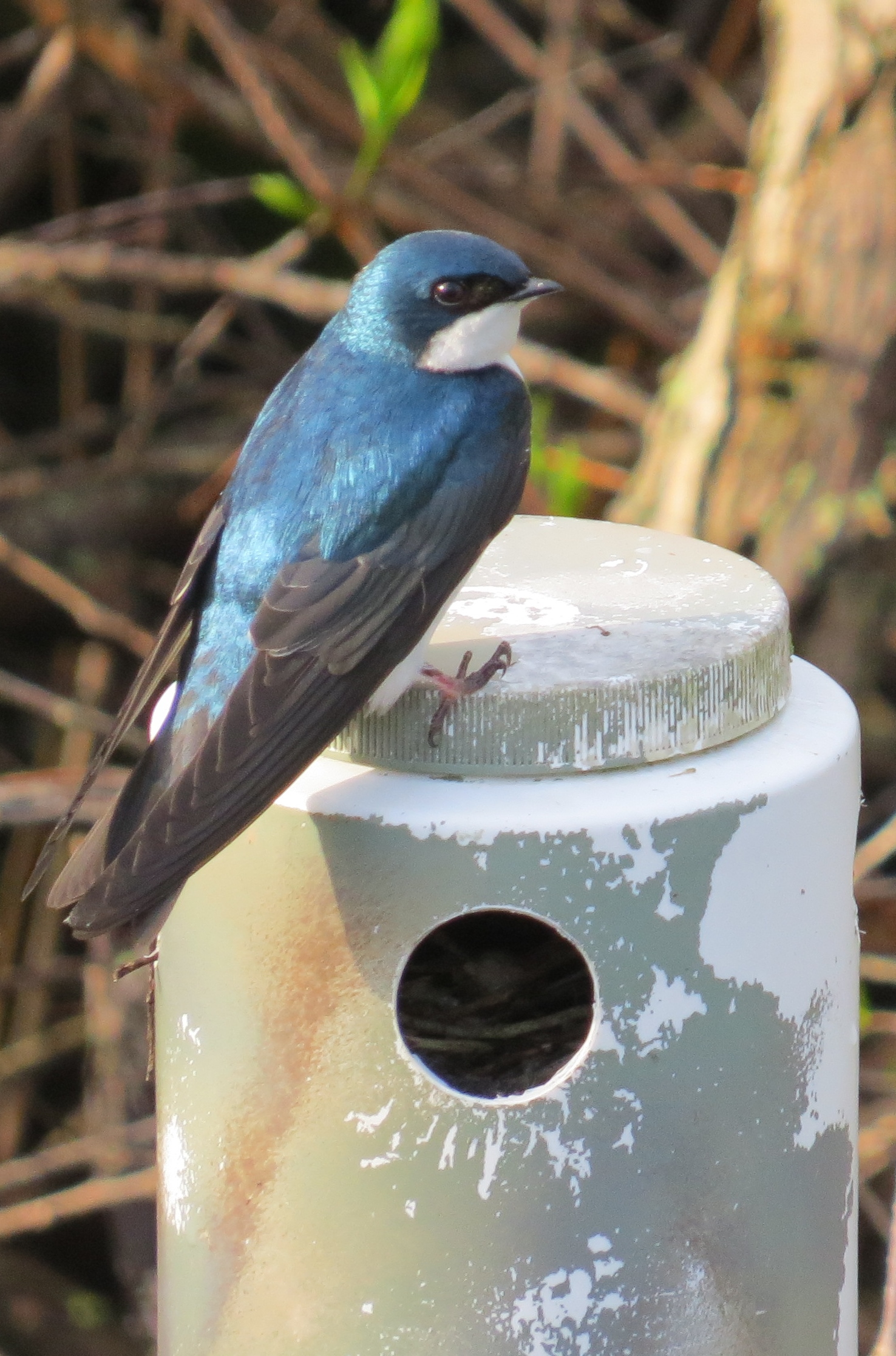Tree Swallow