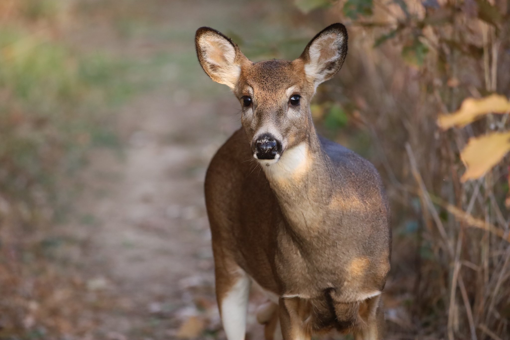 White-tailed Deer