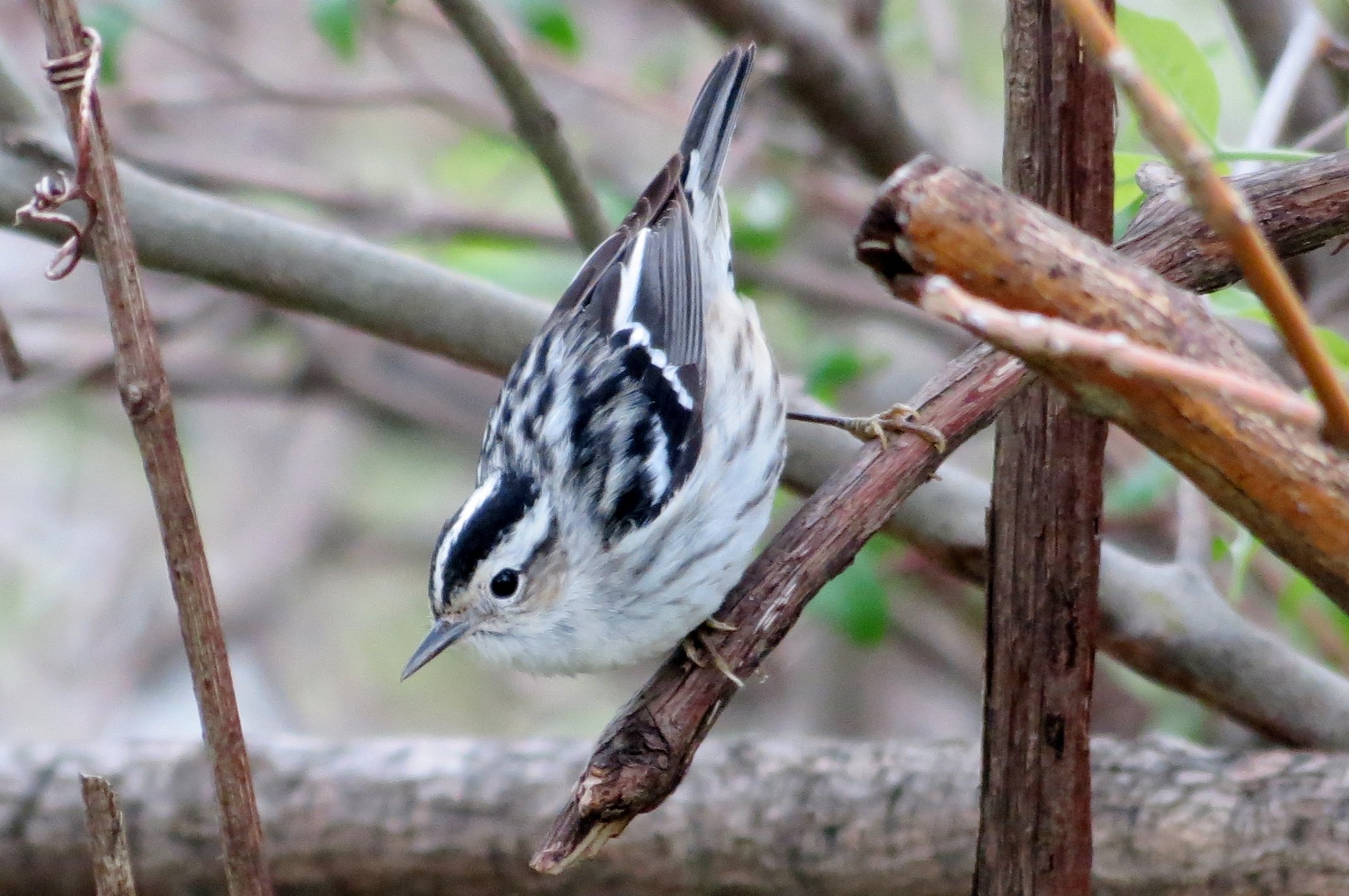 Black-and-White Warbler