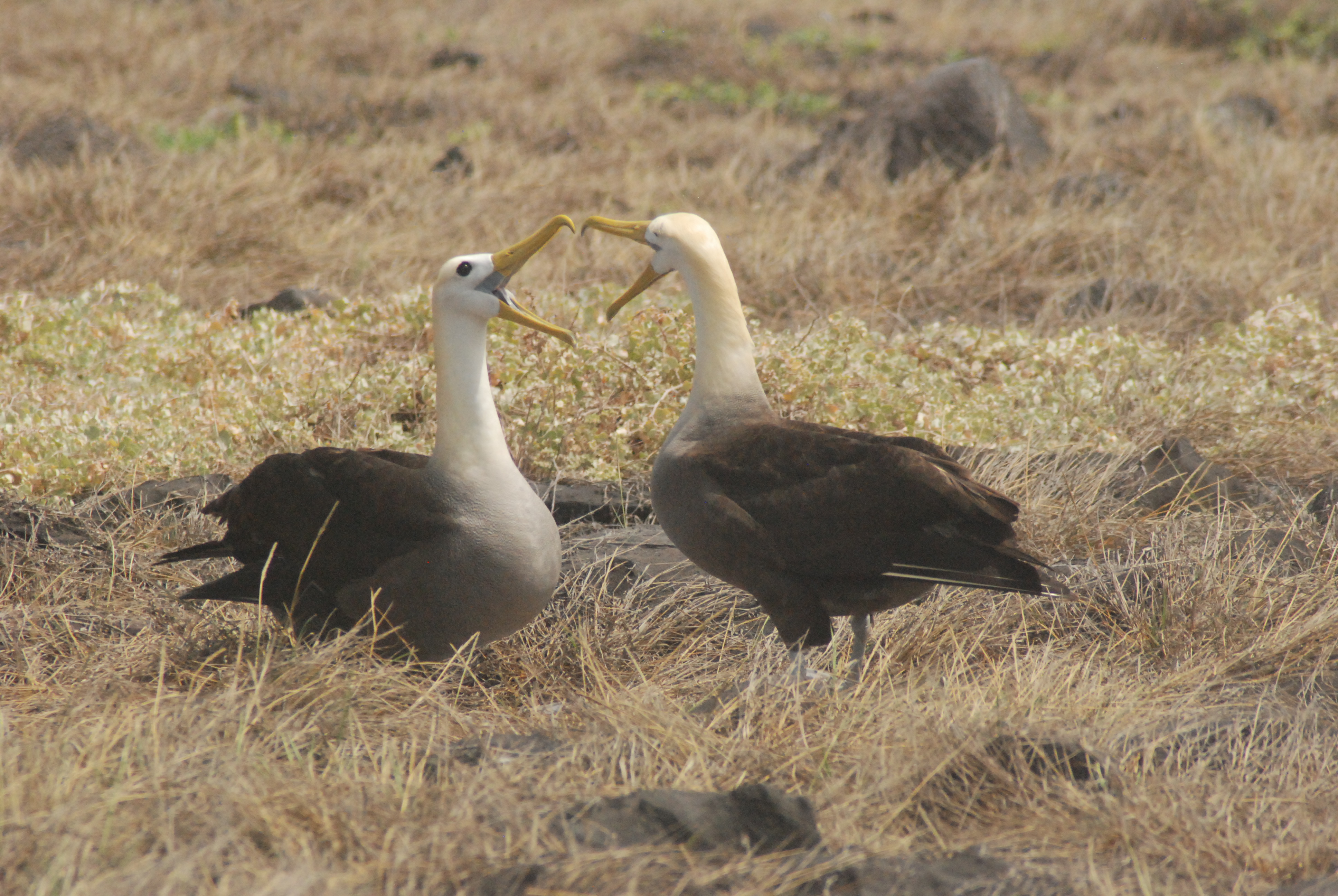 Waved Albatross