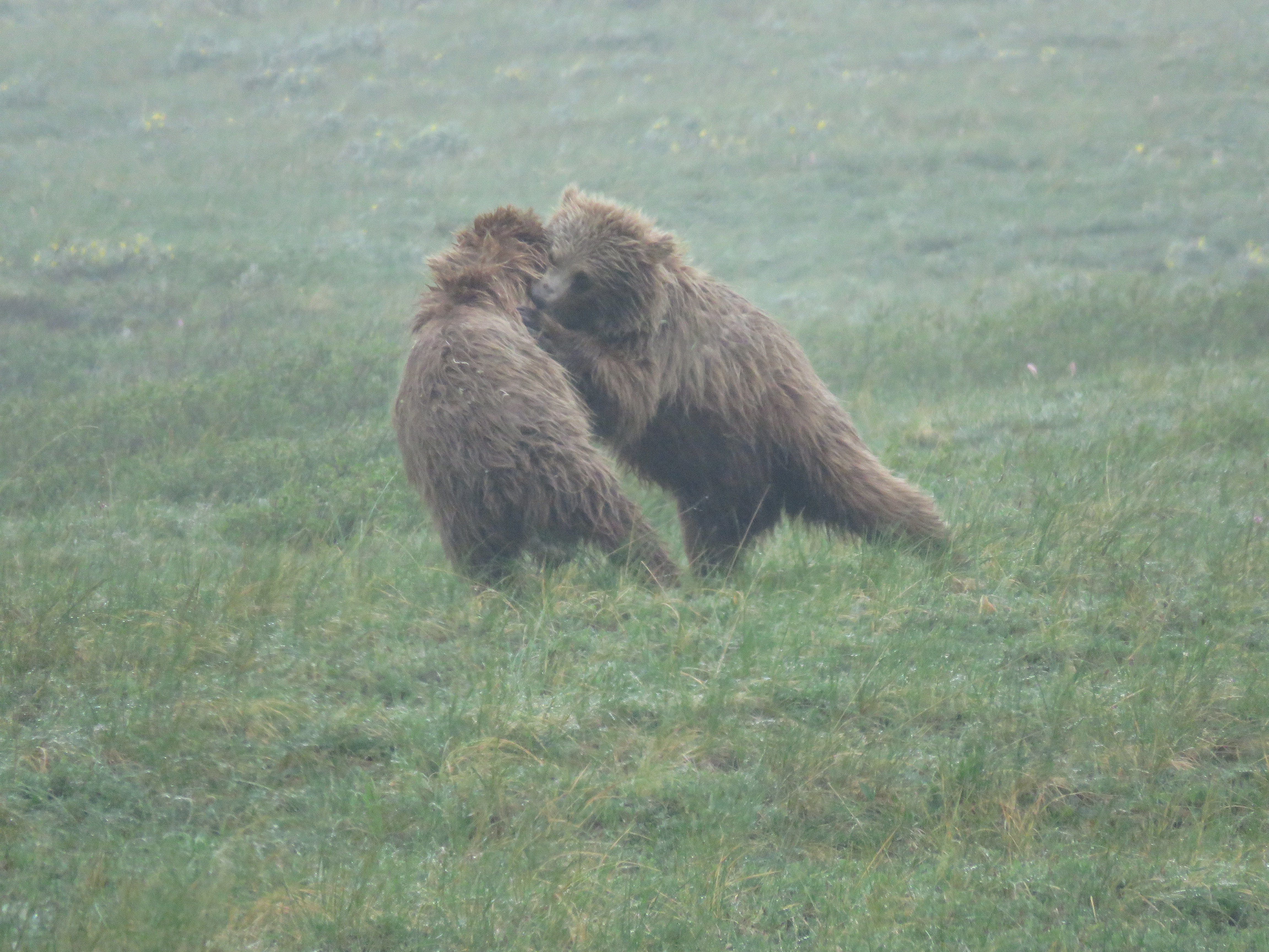 Grizzly Bear cubs
