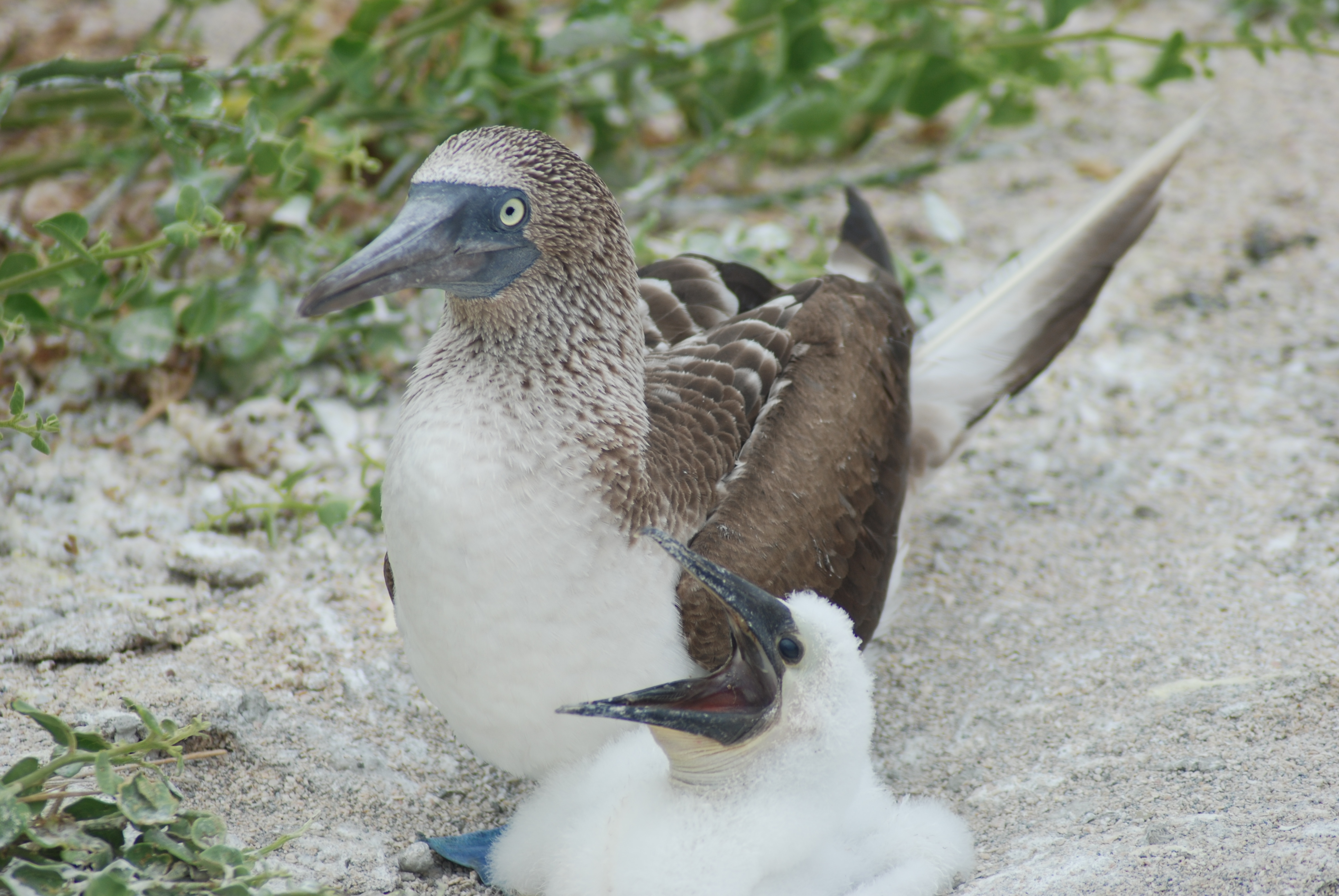 Blue-footed Boobies