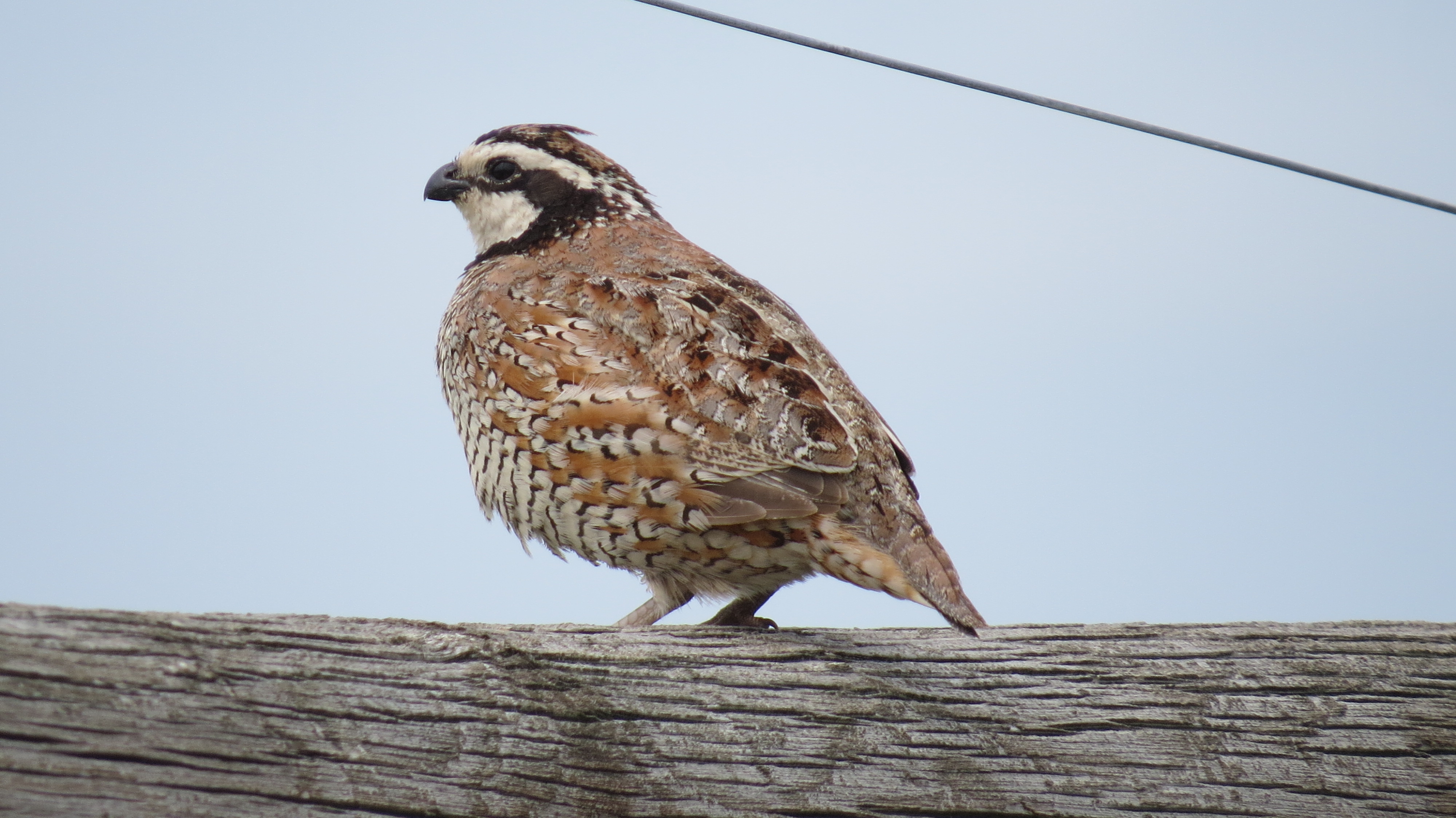 Northern Bobwhite