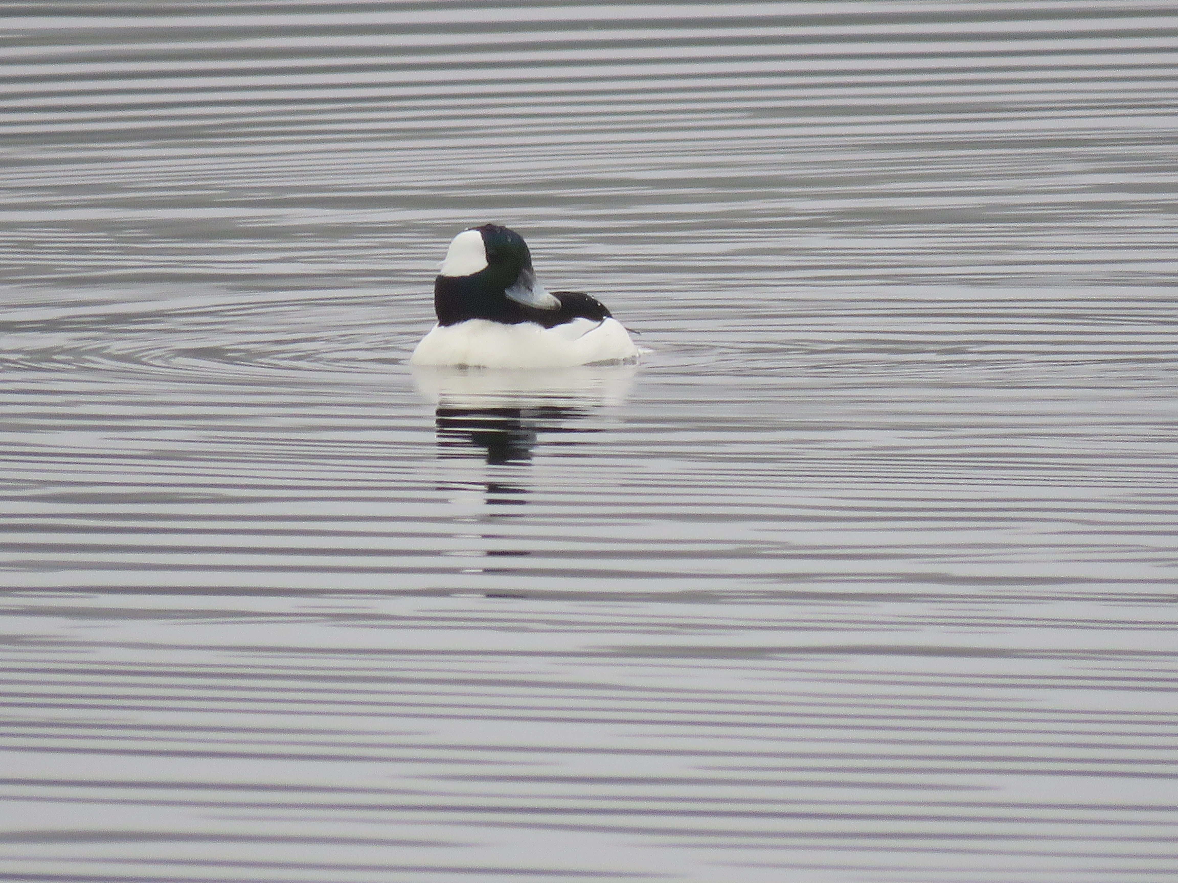 Bufflehead
