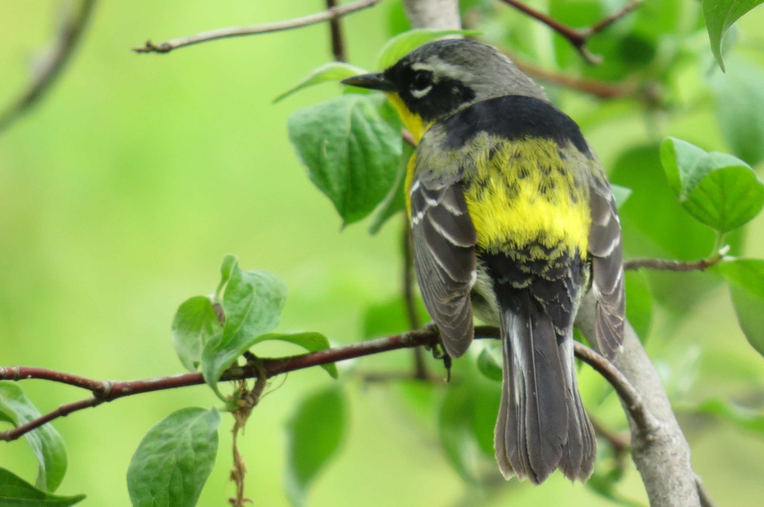 Magnolia Warbler
