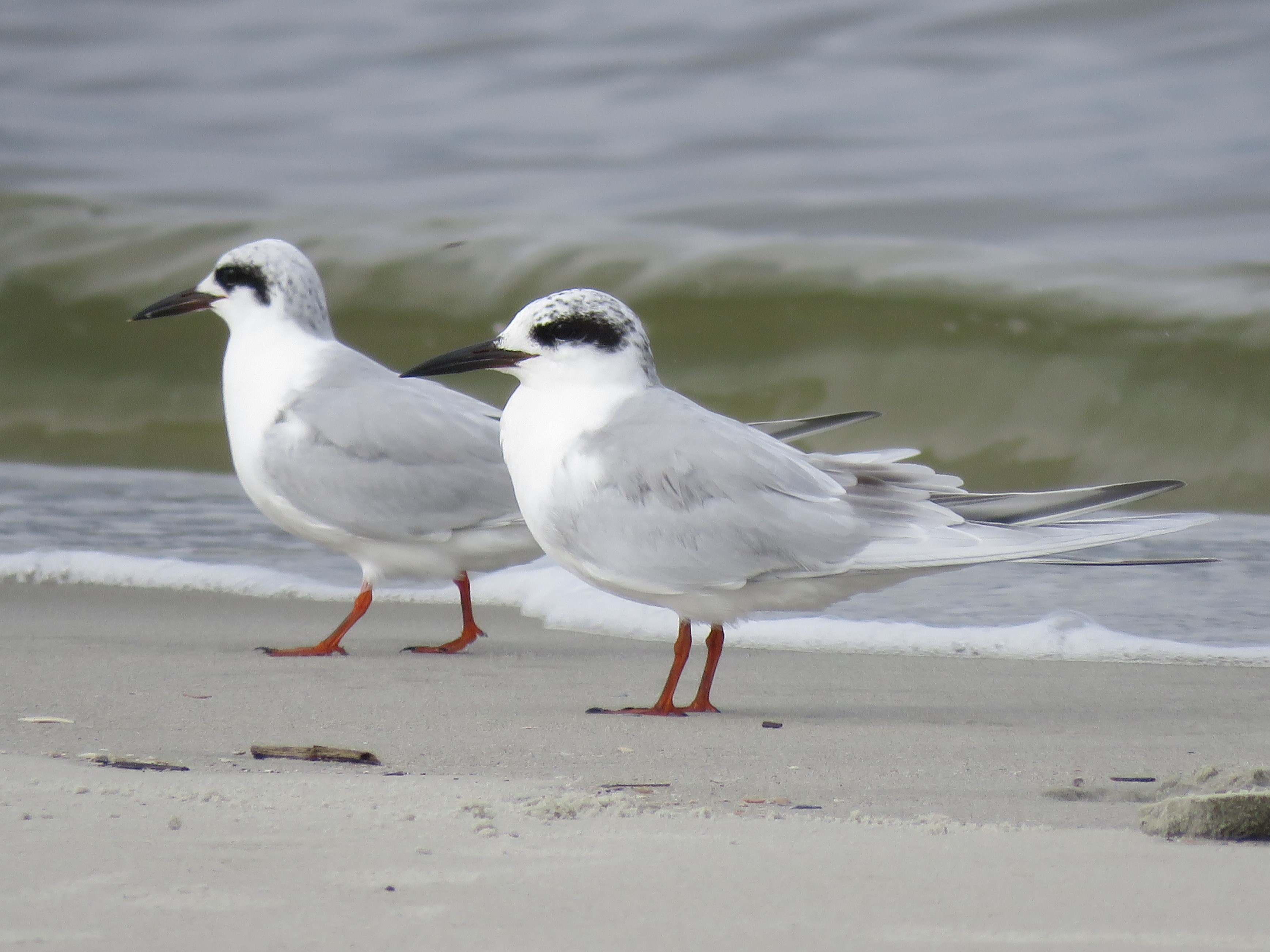 Forster's Terns