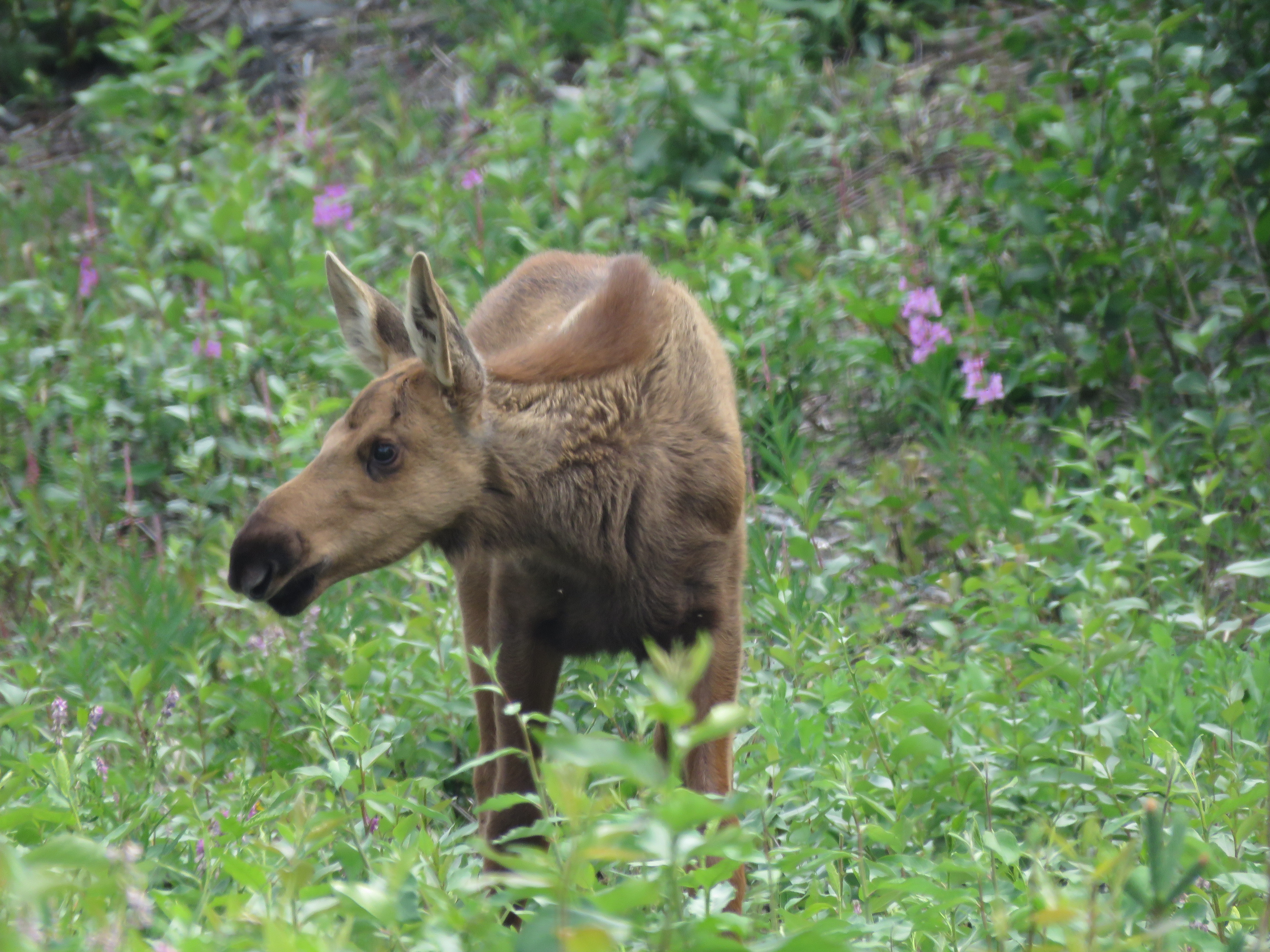 Juvenile moose