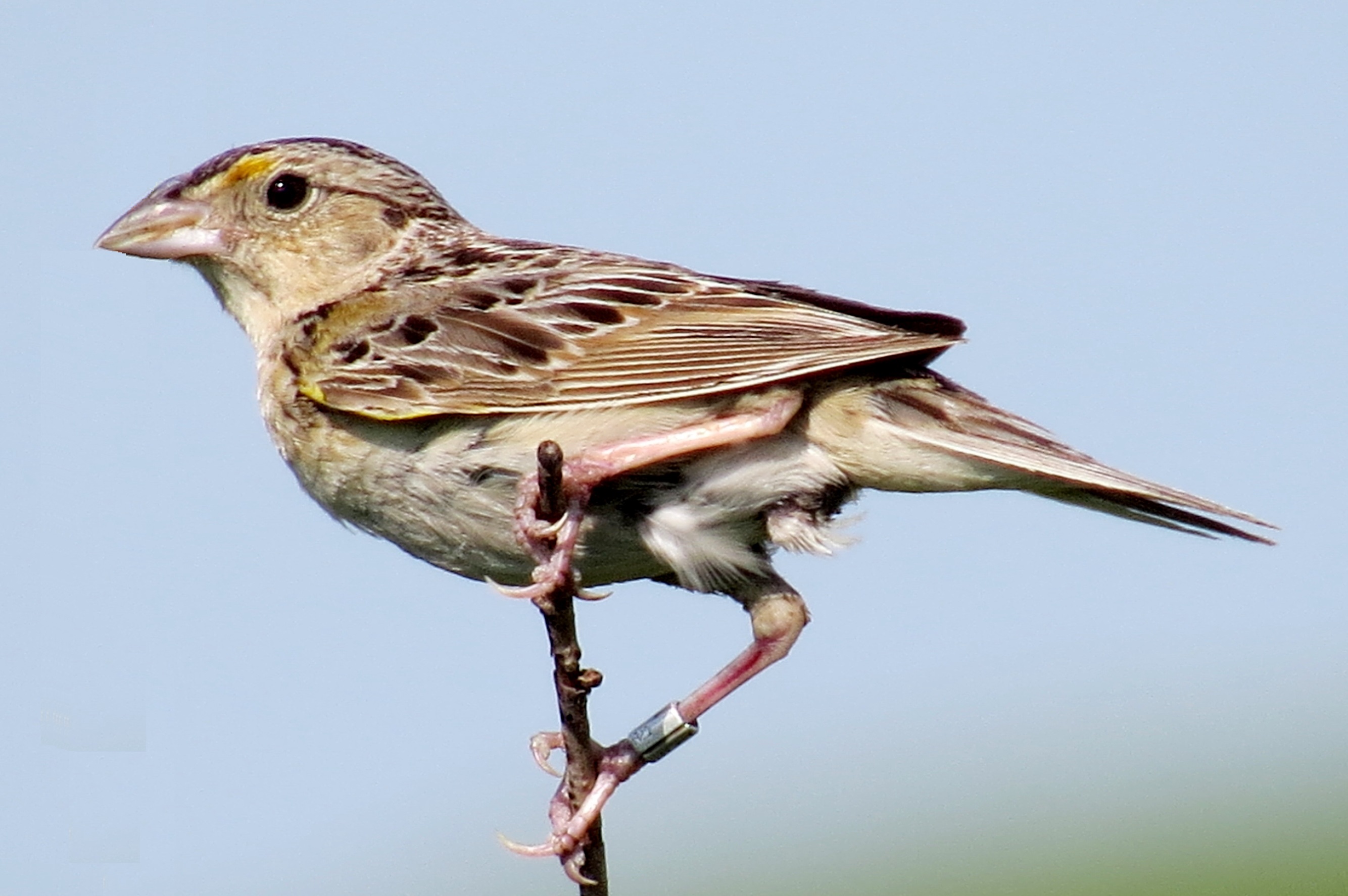 Grasshopper Sparrow