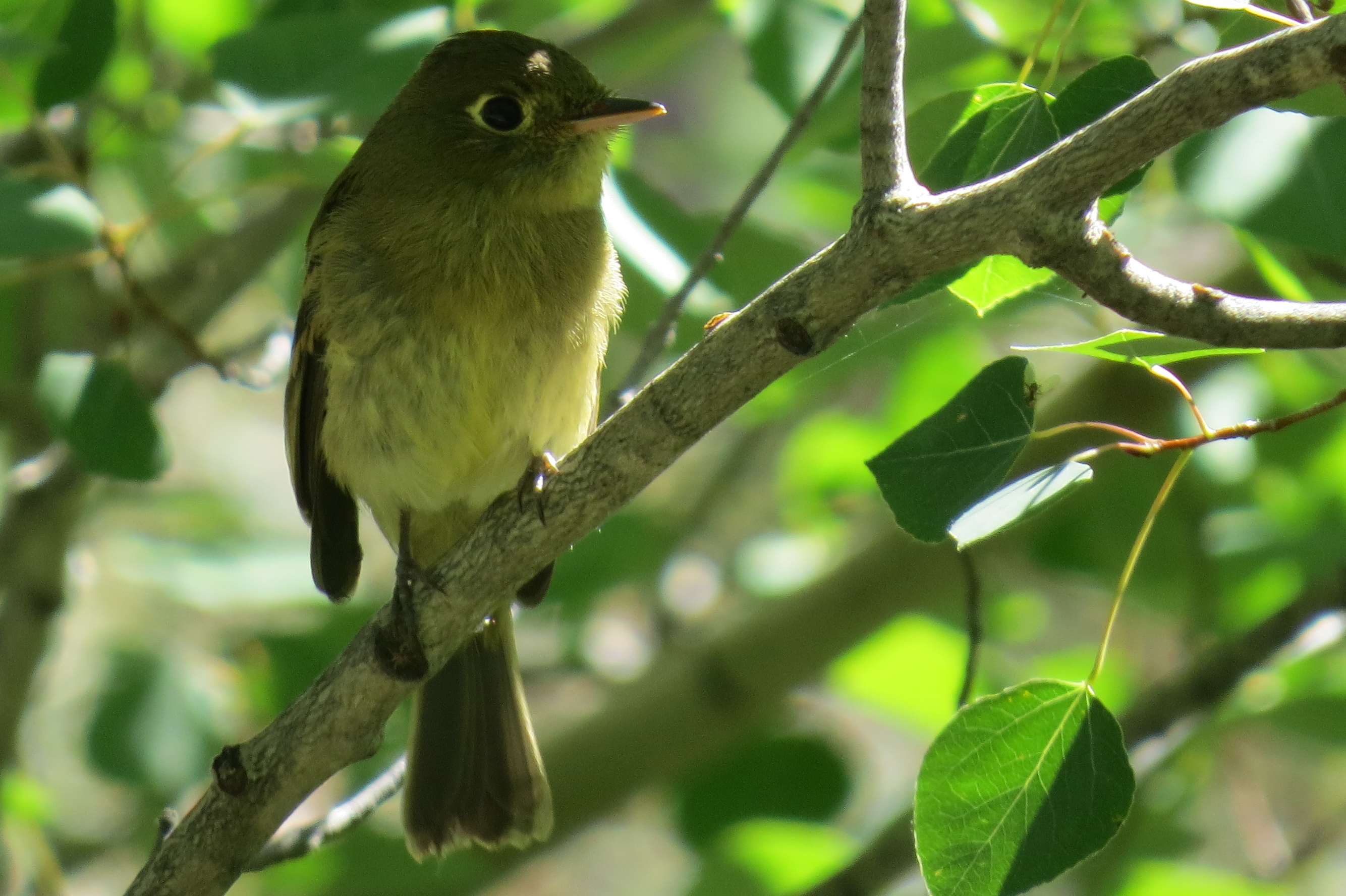 Cordilleran Flycatcher