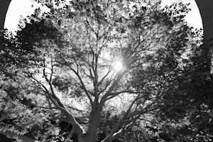 ART_Film_Tree