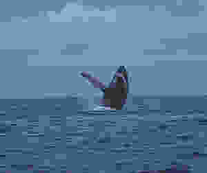 Whale in Montezuma