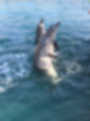 delfinesmontezuma.jpg
