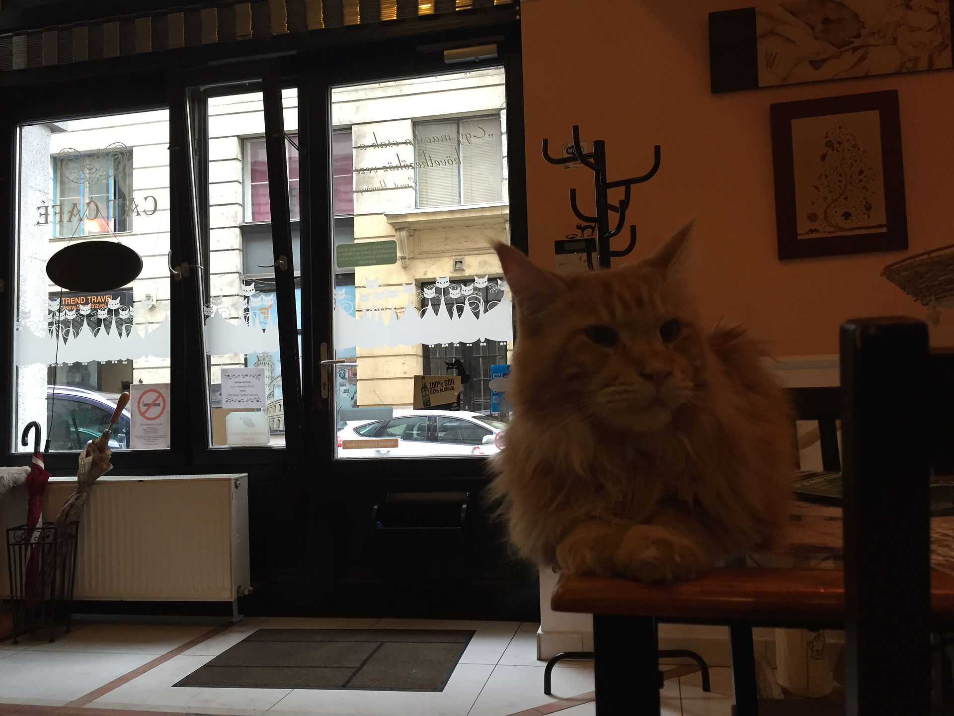 Whiskers Cat Pub