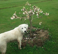 dogwood.jpg