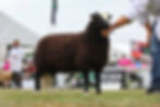 Balwen-ram-lamb - RESERVE