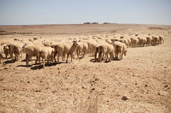 sheeps.jpeg