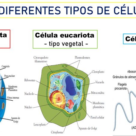 Semana 19: 18 enero - 22 enero