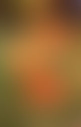 Plant of the Week 11/02/2018