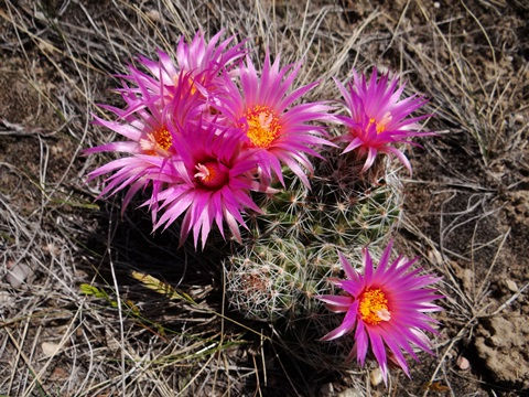 Plant of the Week 05/08/02020